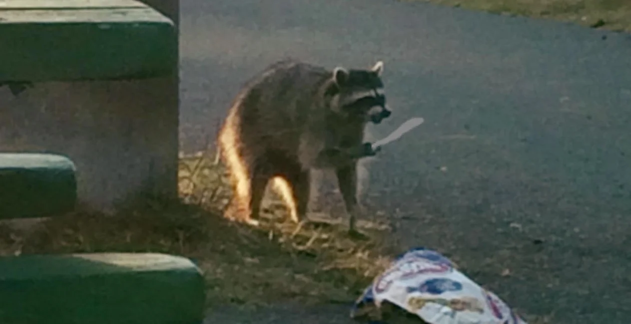 When being mugged by a garbage panda it's best to stay calm, follow their instructions and pirouette cool. 1:00 :10 Writer/Editor: SK Morton House Band: Peter Feliciano Producer/Sound Engineer: Squidge McSqueezy Guest: Call in by Tony Quarington