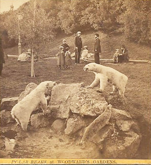 12.1.Woodwards  polar bears 1869.jpg