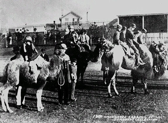 12.5.Irish1$camels-at-woodward-gardens.jpg