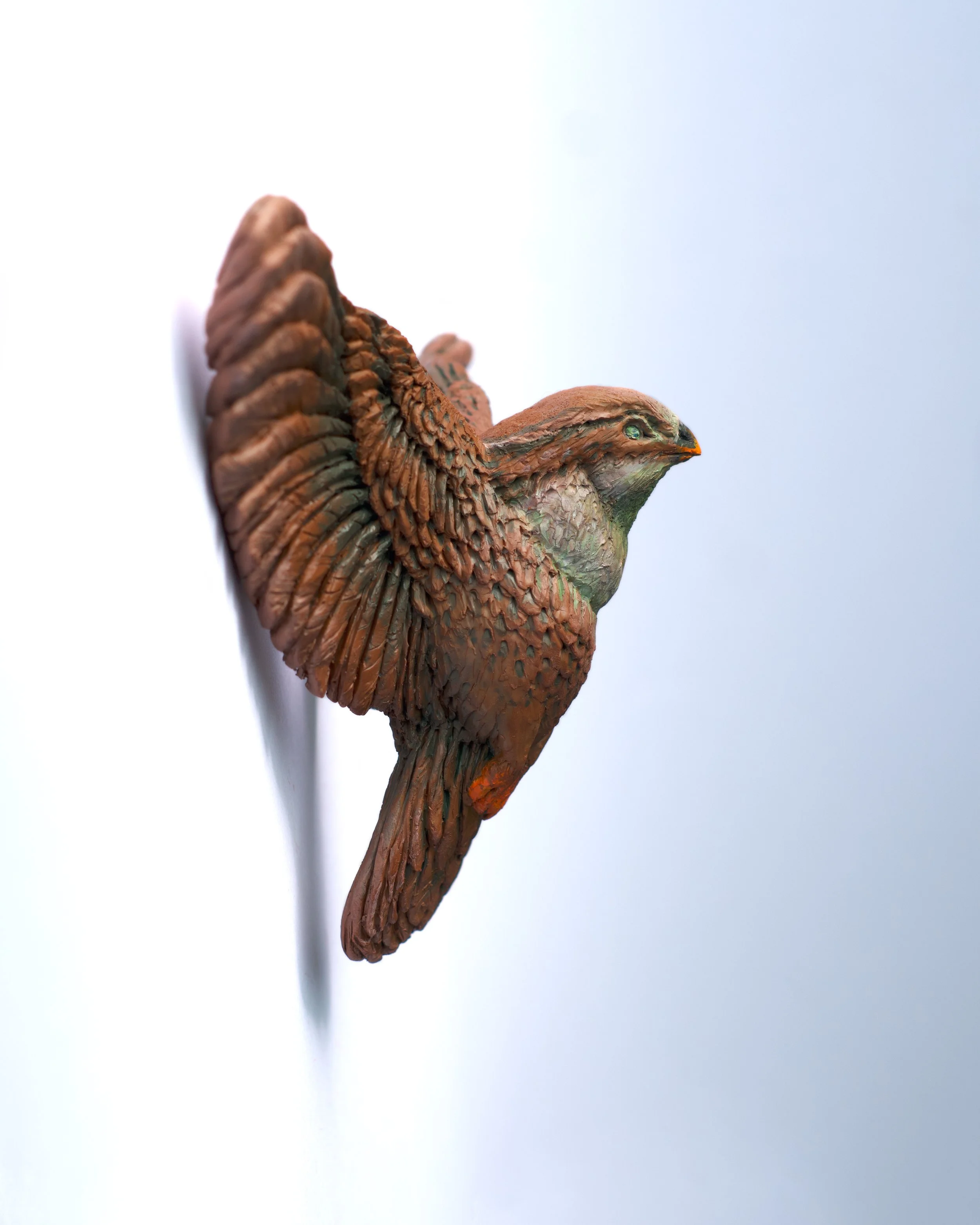 Swallow