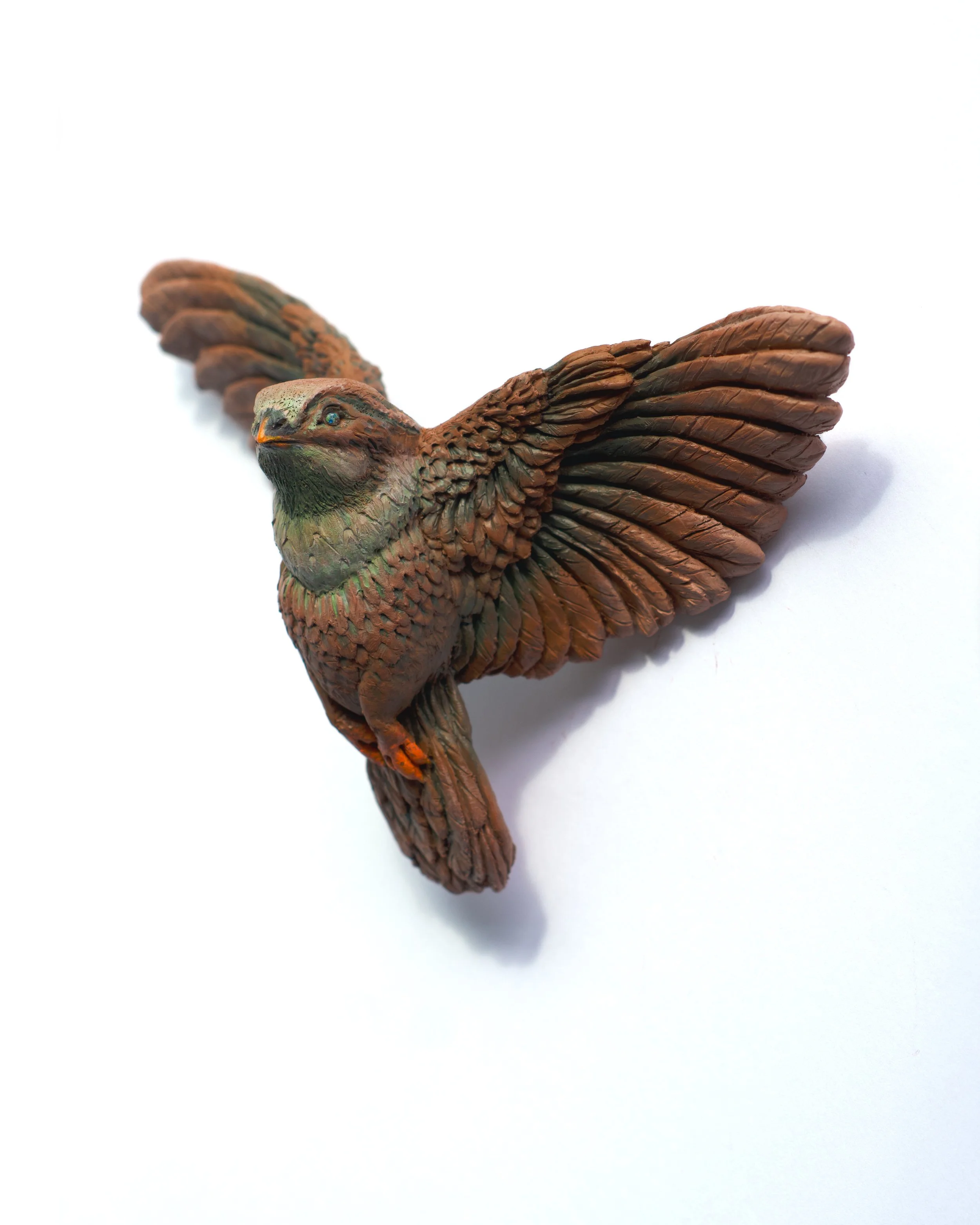 Swallow