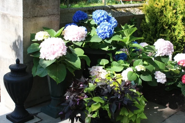gardens44.jpg