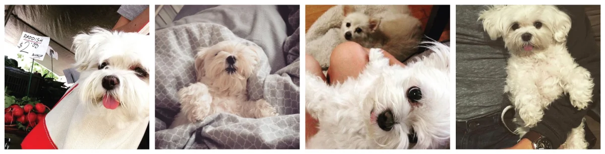 Wrigleythemaltese.jpg