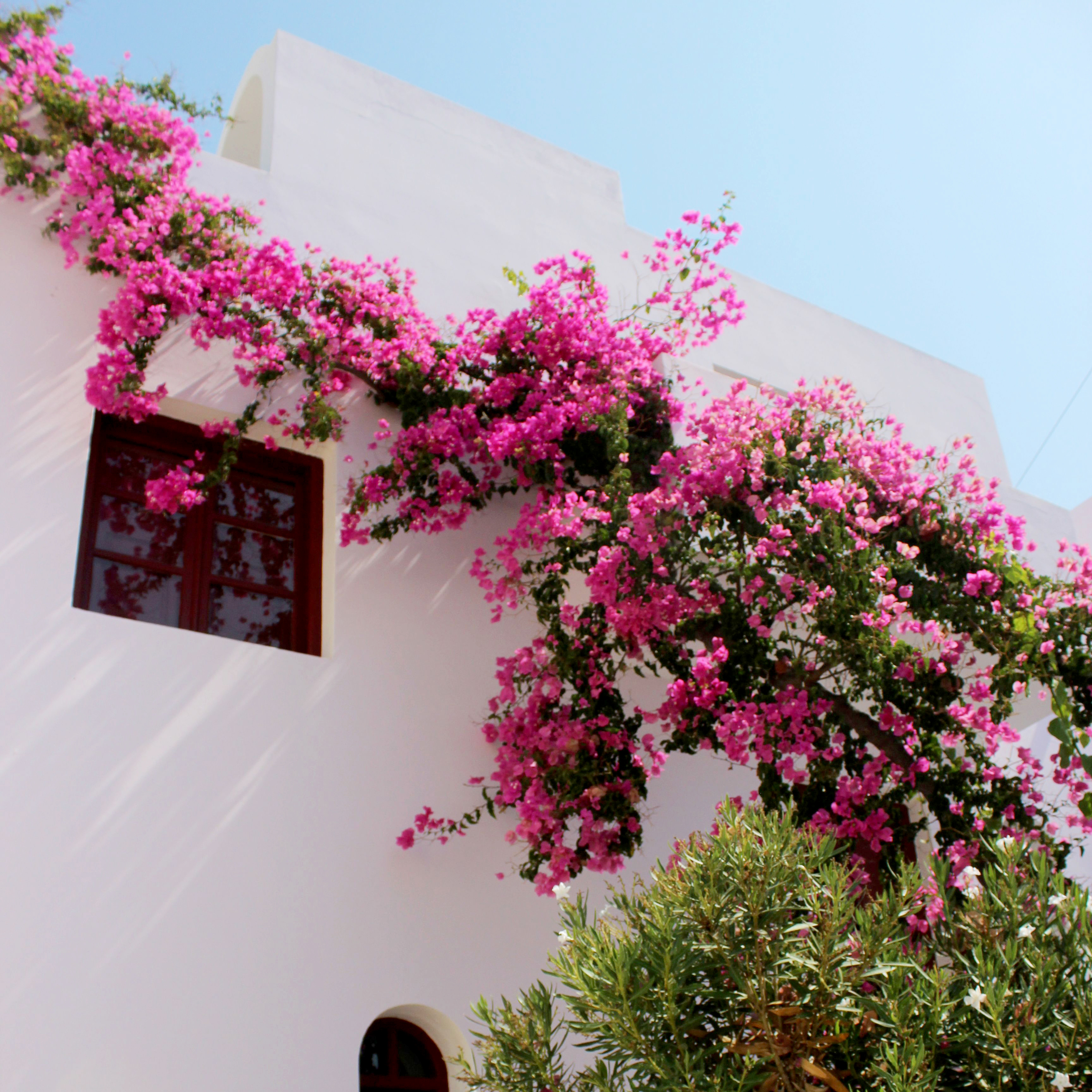 The more bougainvilleas, the better!