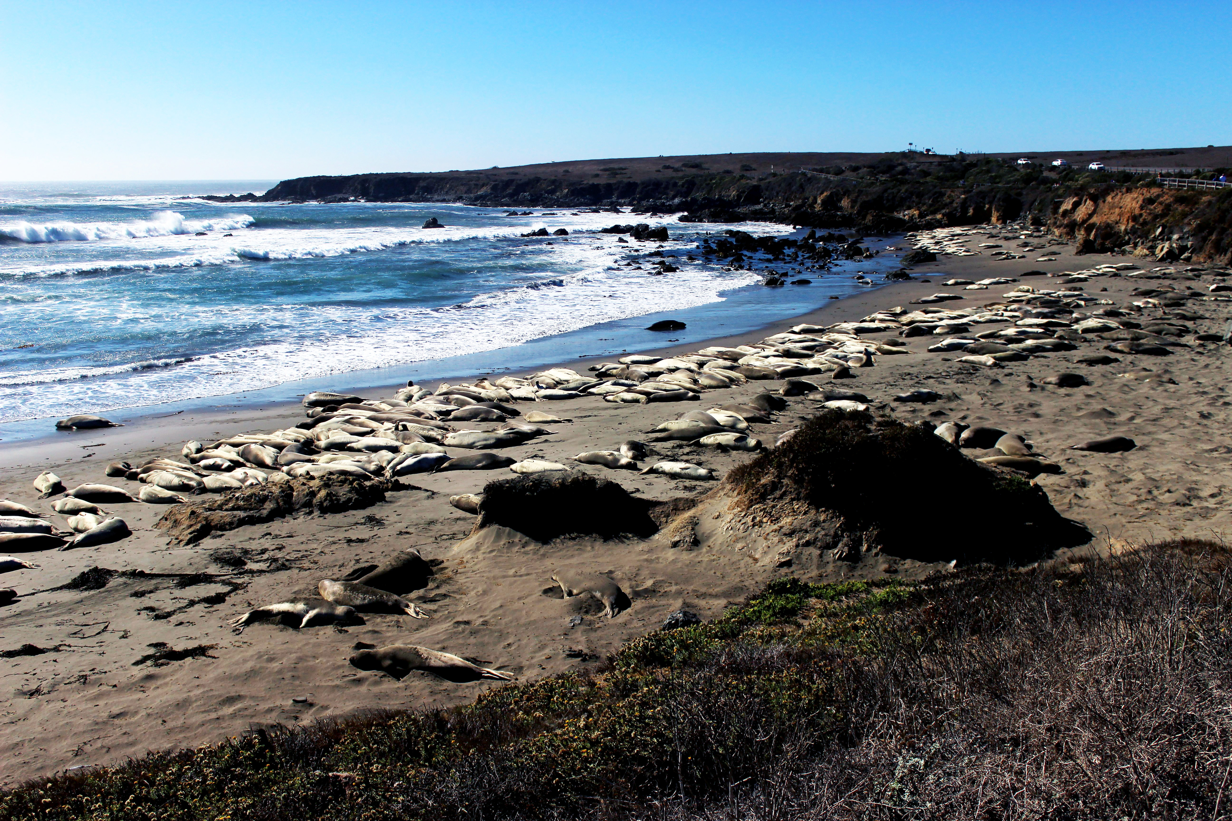 Elephant Seal Vista Point