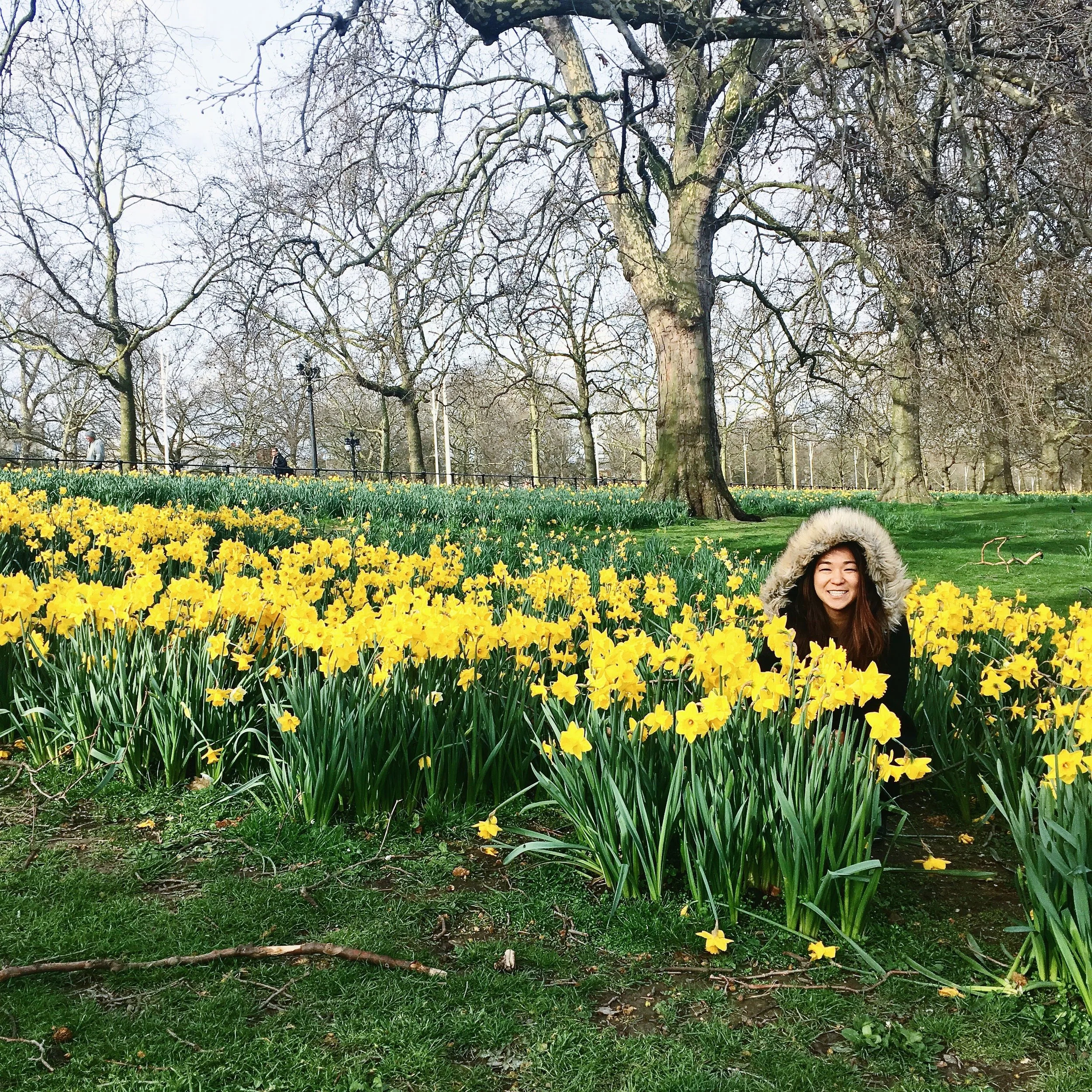 Fulfilling my obsession with daffodils