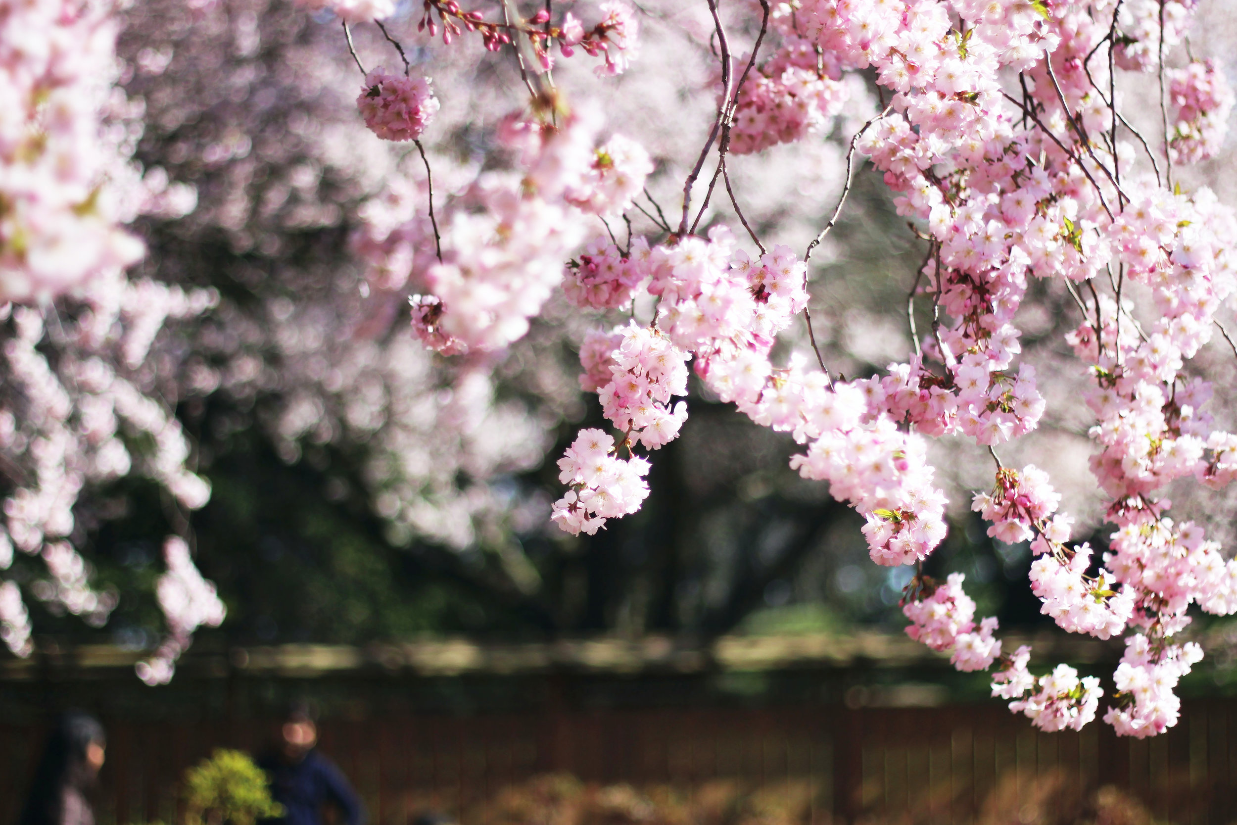 Brooklyn Botanic Garden, NYC