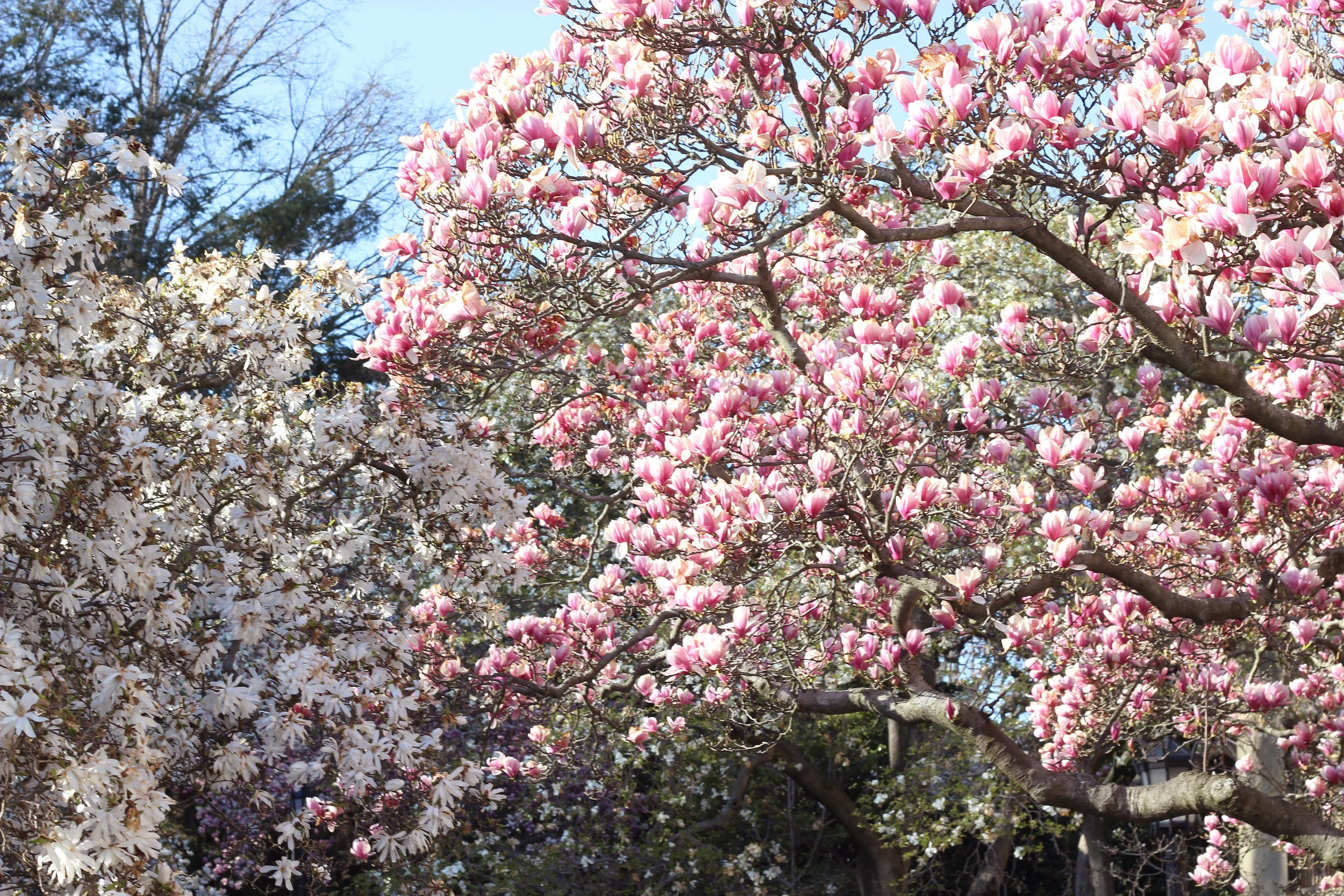 Brooklyn Botanic Garden, NYC