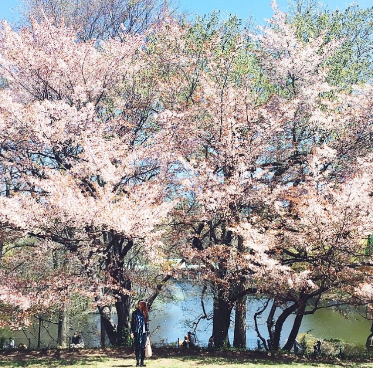 Cherry Hill, Central Park NYC