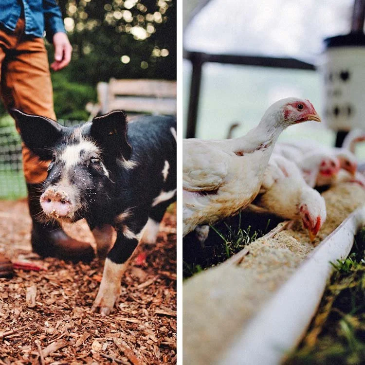 Online Classes — SOW THE LAND