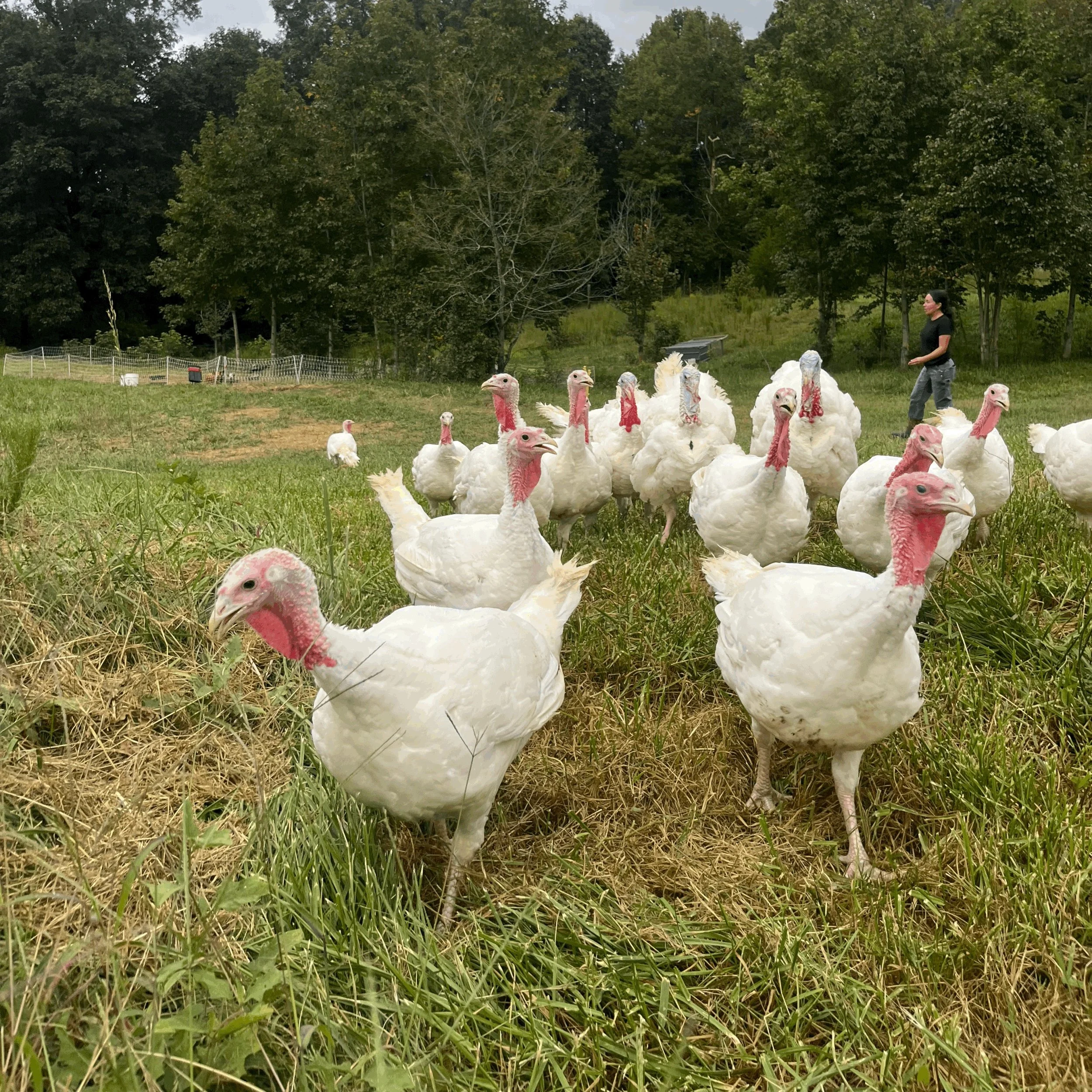 Thanksgiving Turkey (23 lbs.) — SOW THE LAND