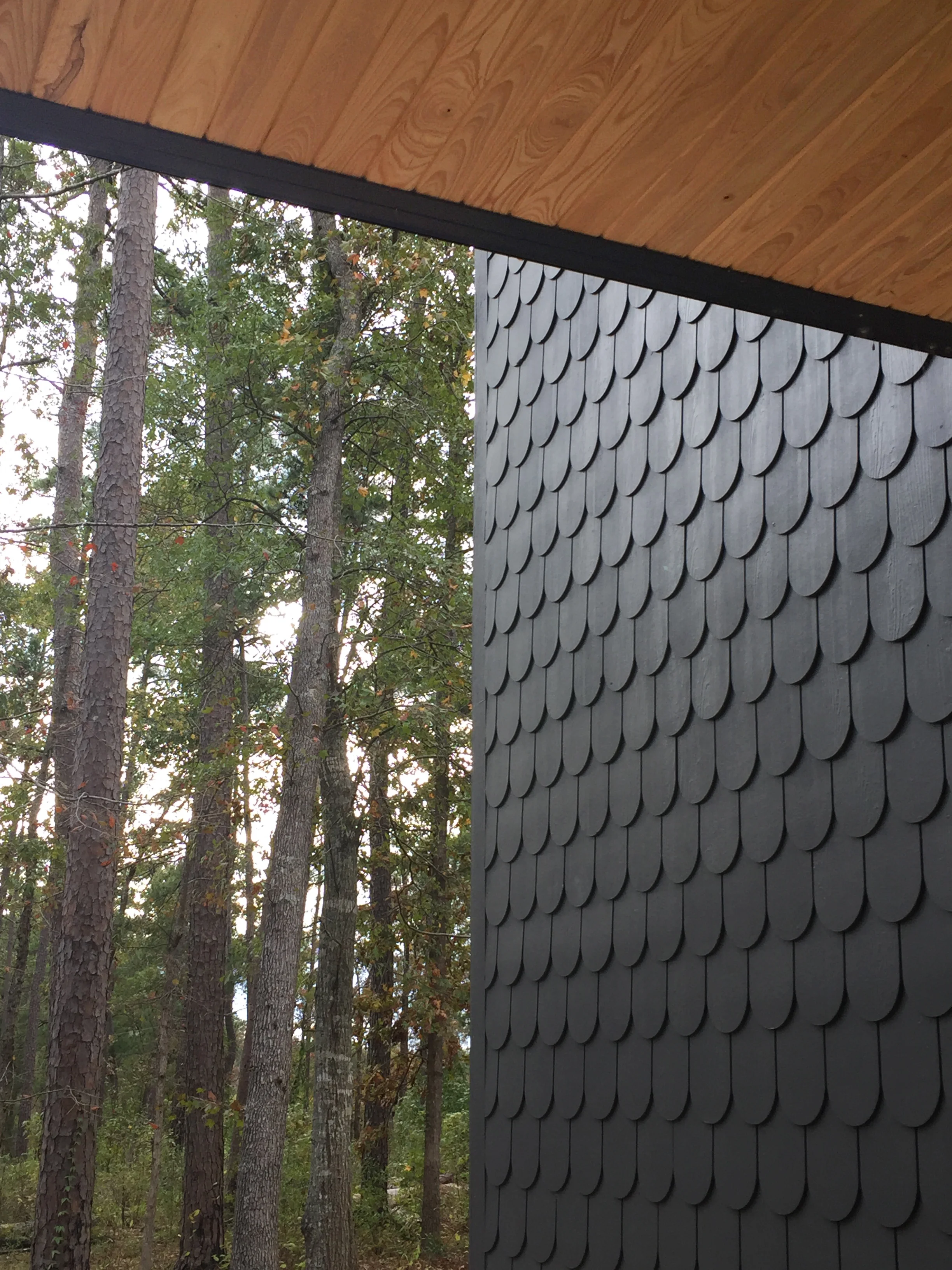  View from the breezeway into the woods. 