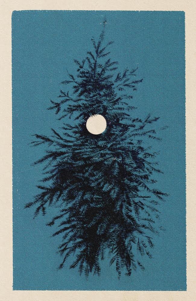 Moon through branches