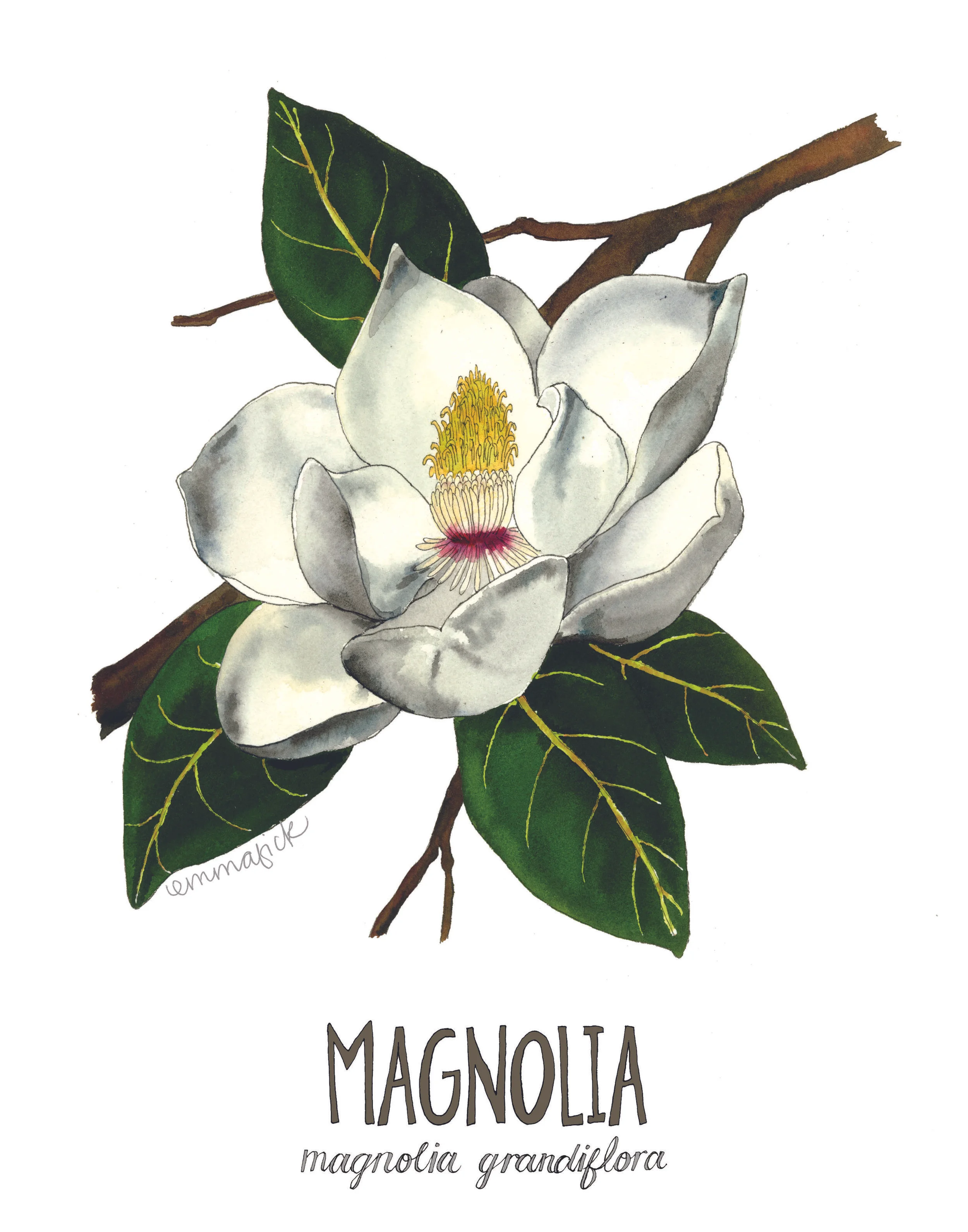 Louisiana Botanicals: Magnolia 