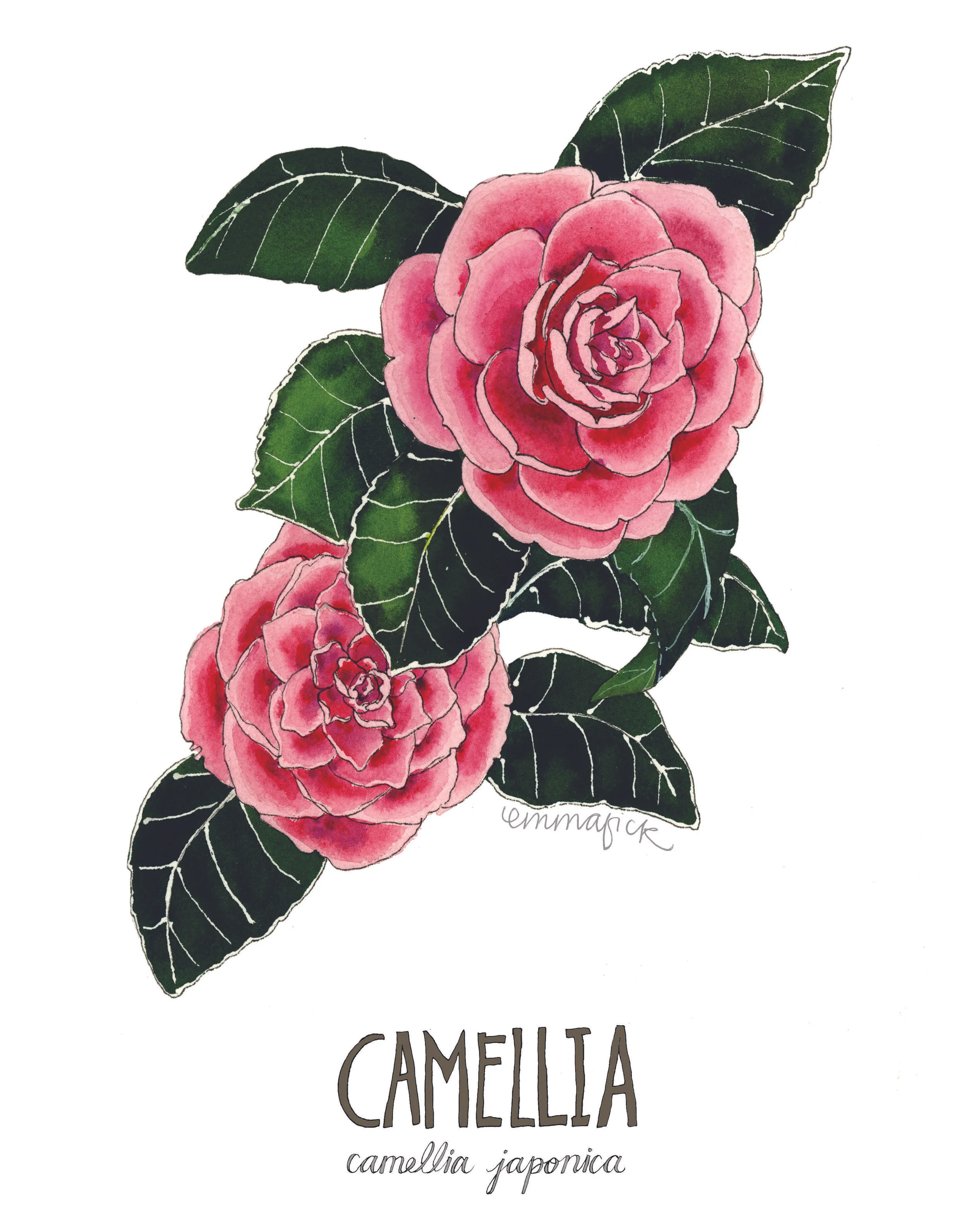 Louisiana Botanicals: Camellia