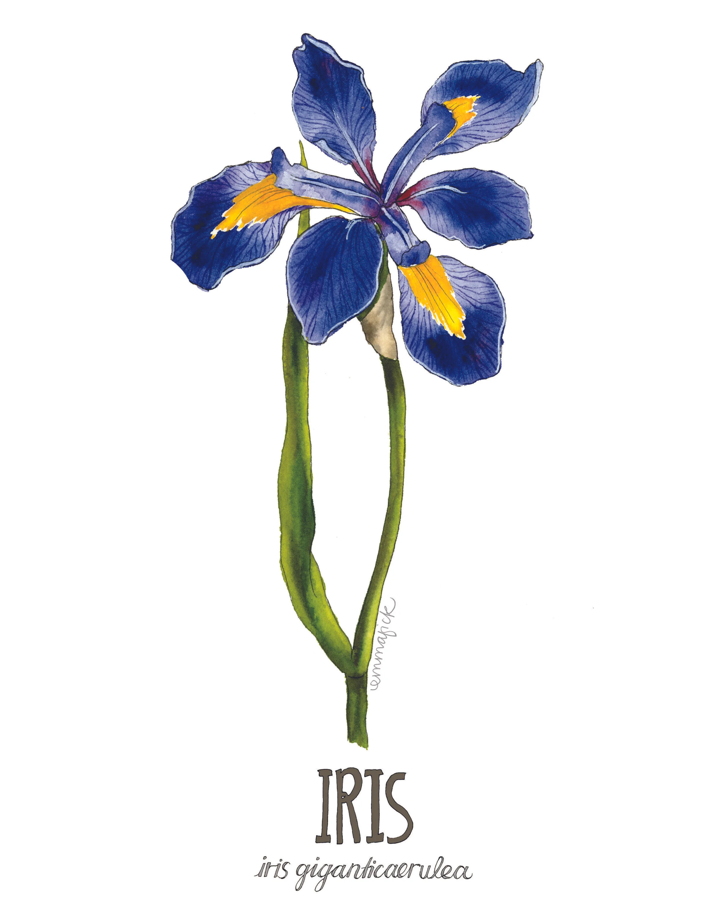 Louisiana Botanicals: Iris