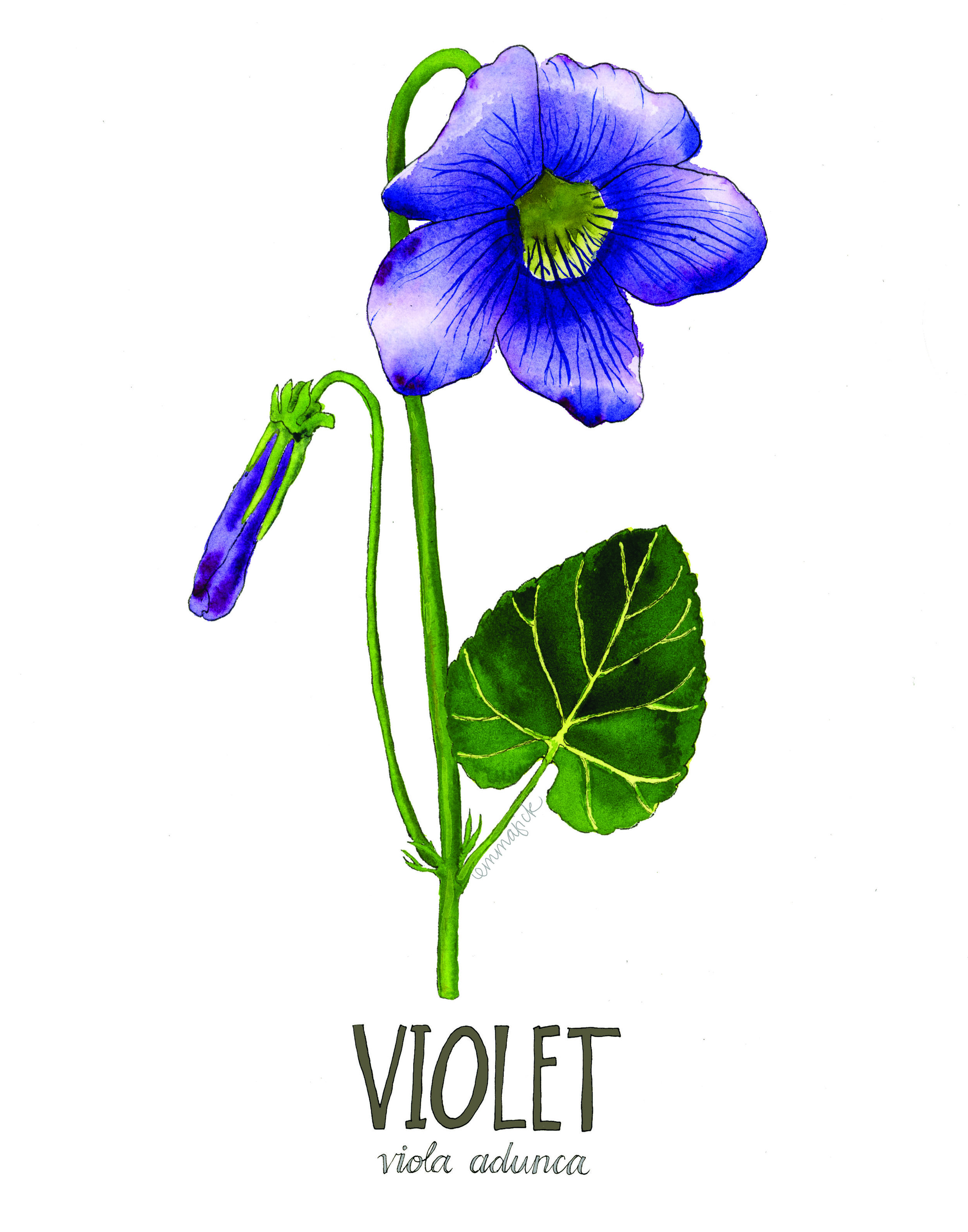 Louisiana Botanicals: Violet