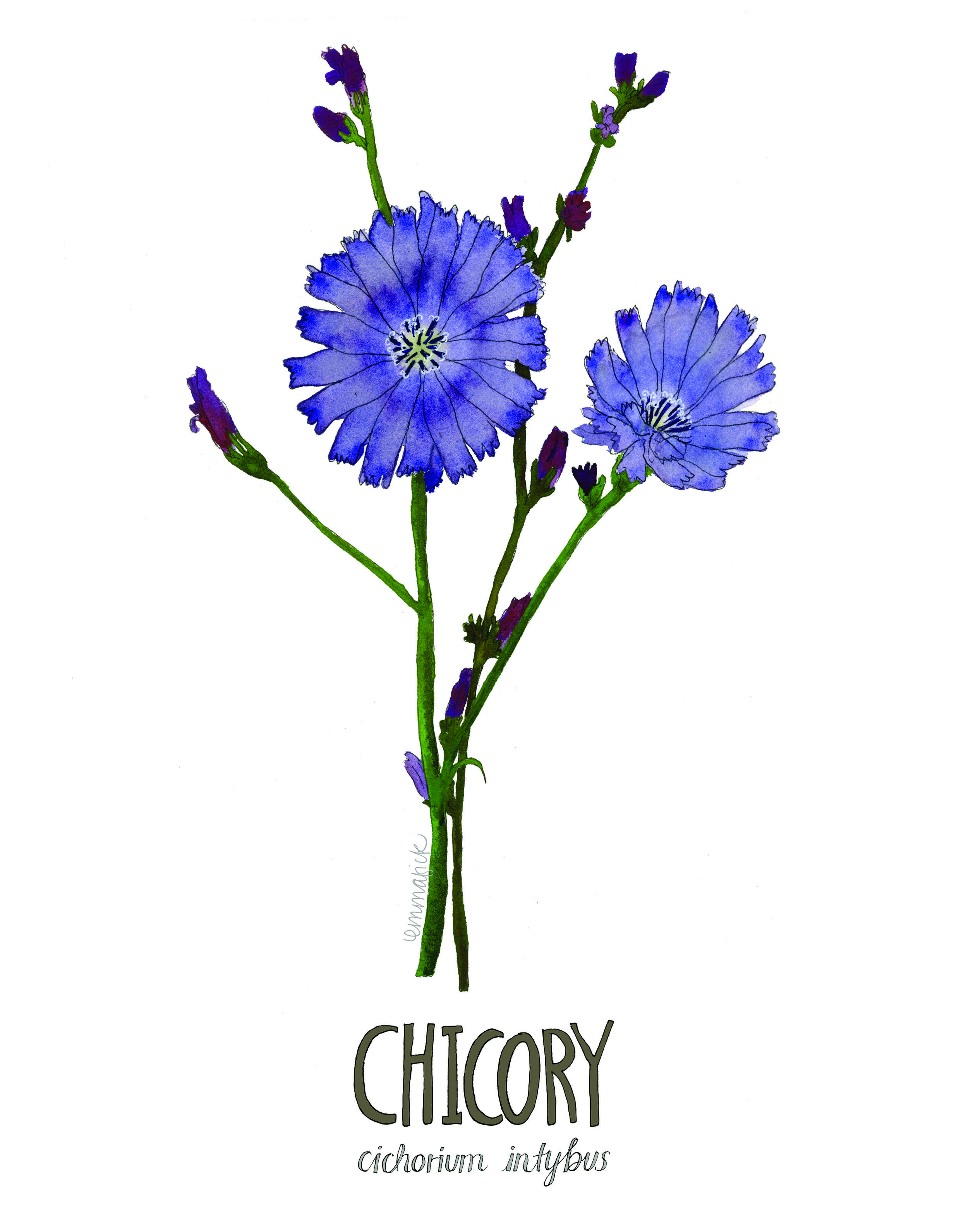 Louisiana Botanicals: Chicory — Emma Fick Art
