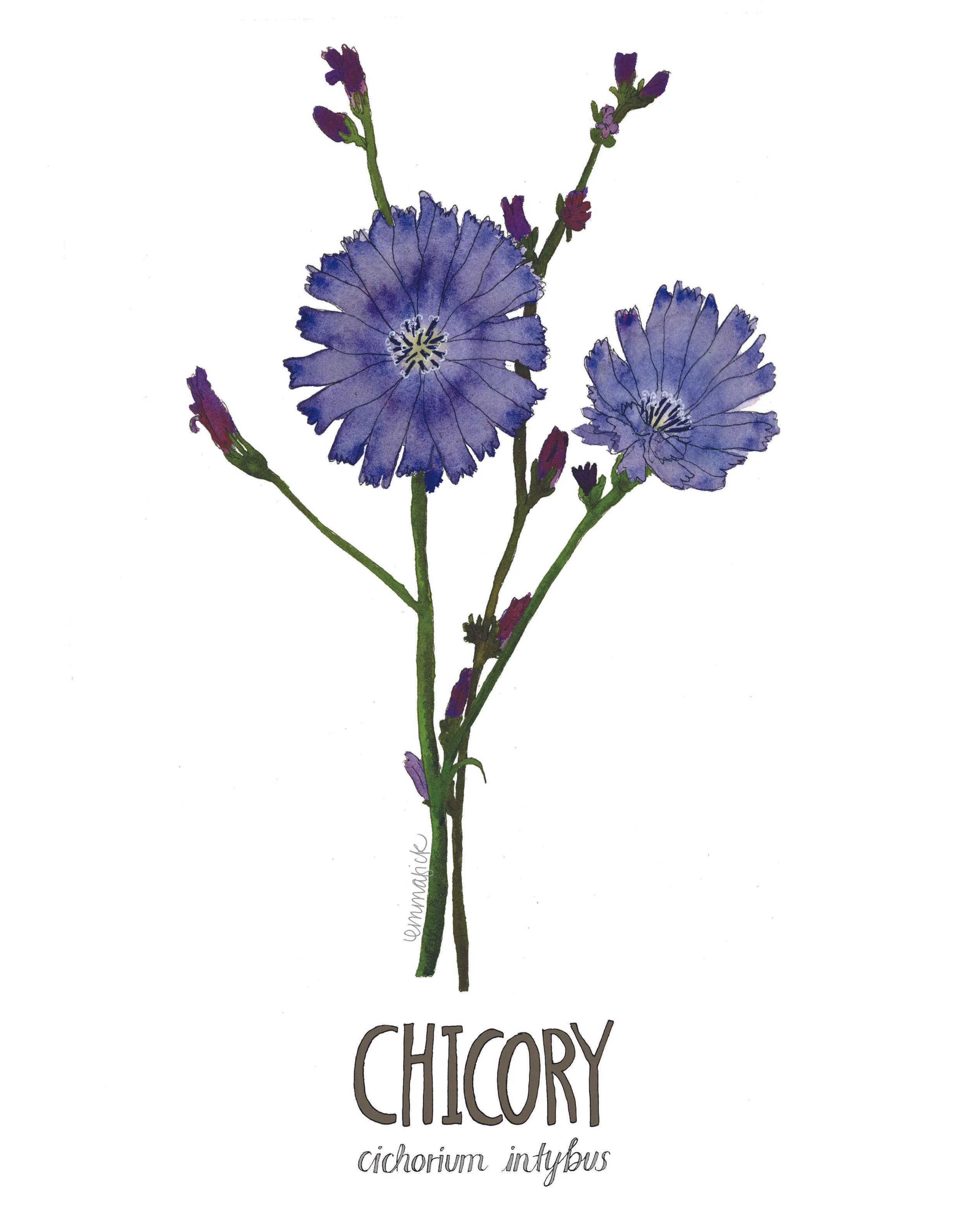 Louisiana Botanicals: Chicory