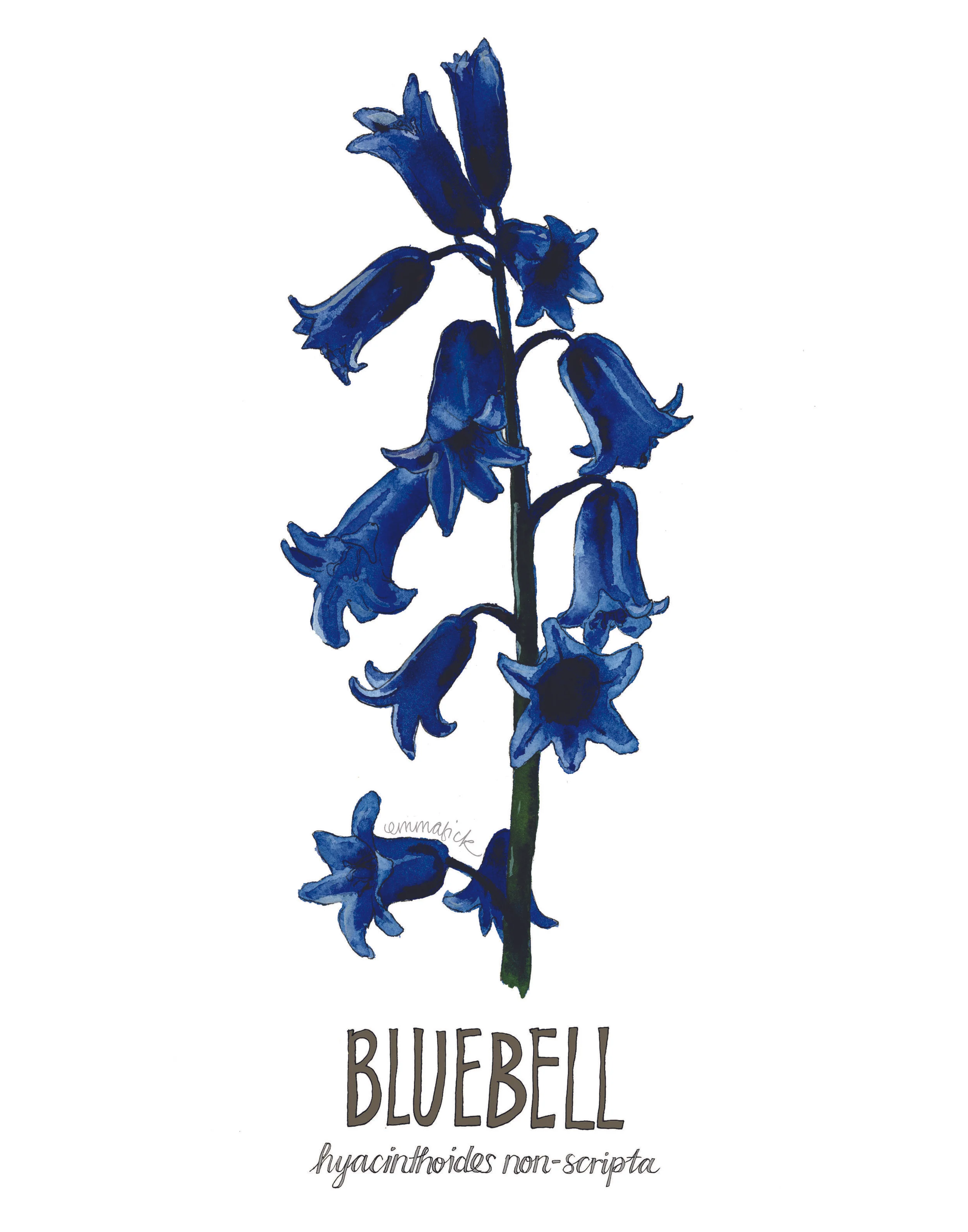 Louisiana Botanicals: Bluebell