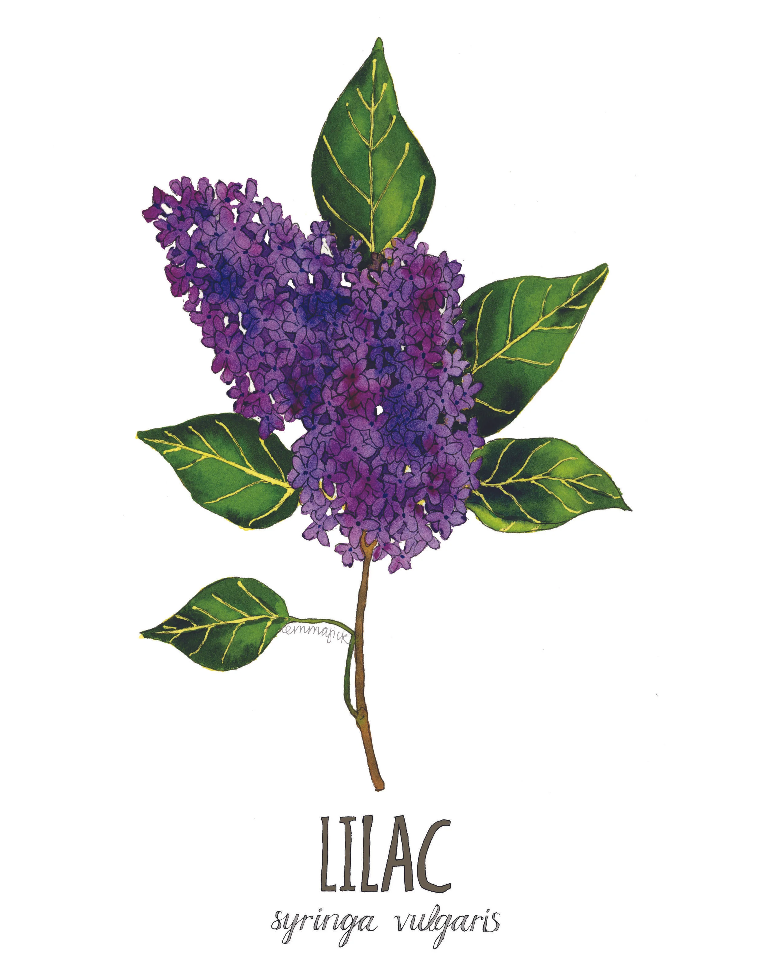 Lilac with signature.jpg