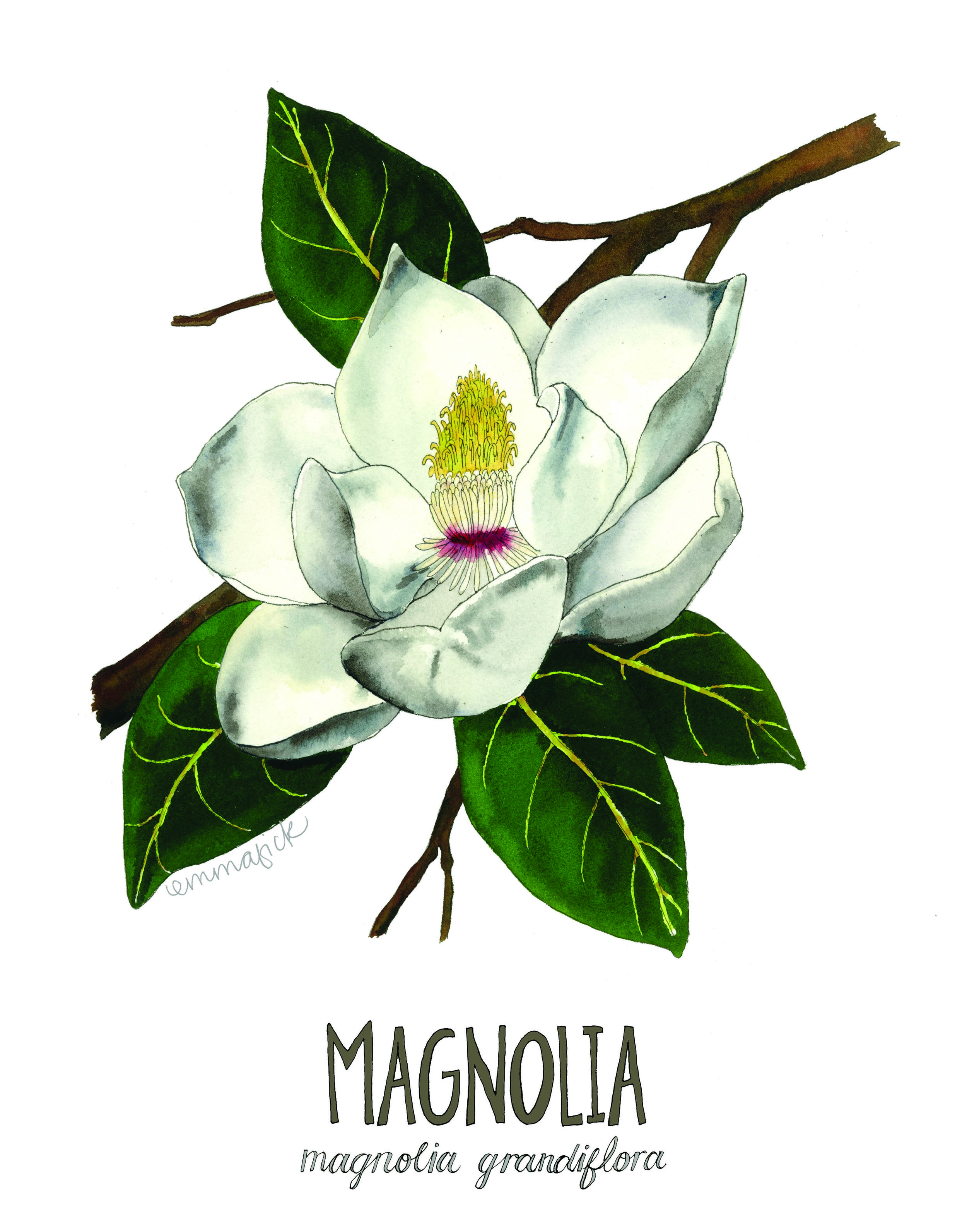 Magnolia with signature.jpg