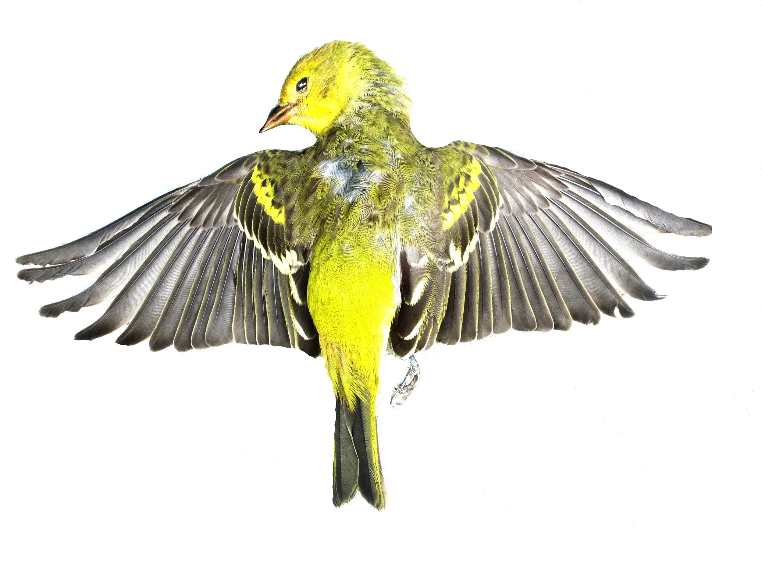 "Lark" (version 1)