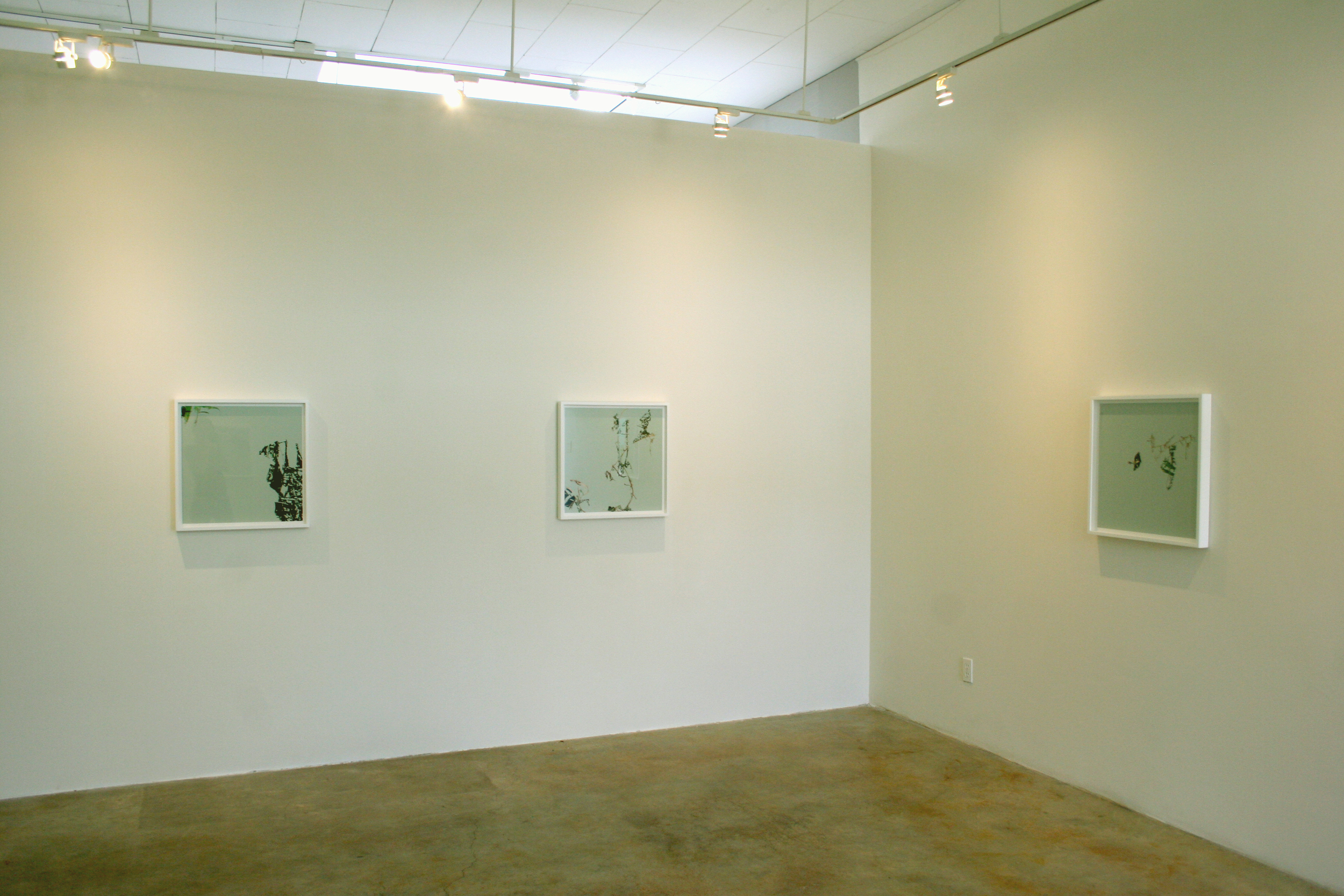 Cryptofloriography (installation view), 2007