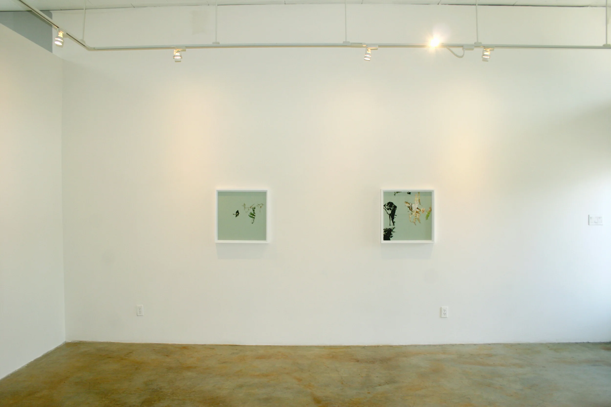 Cryptofloriography (installation view), 2007