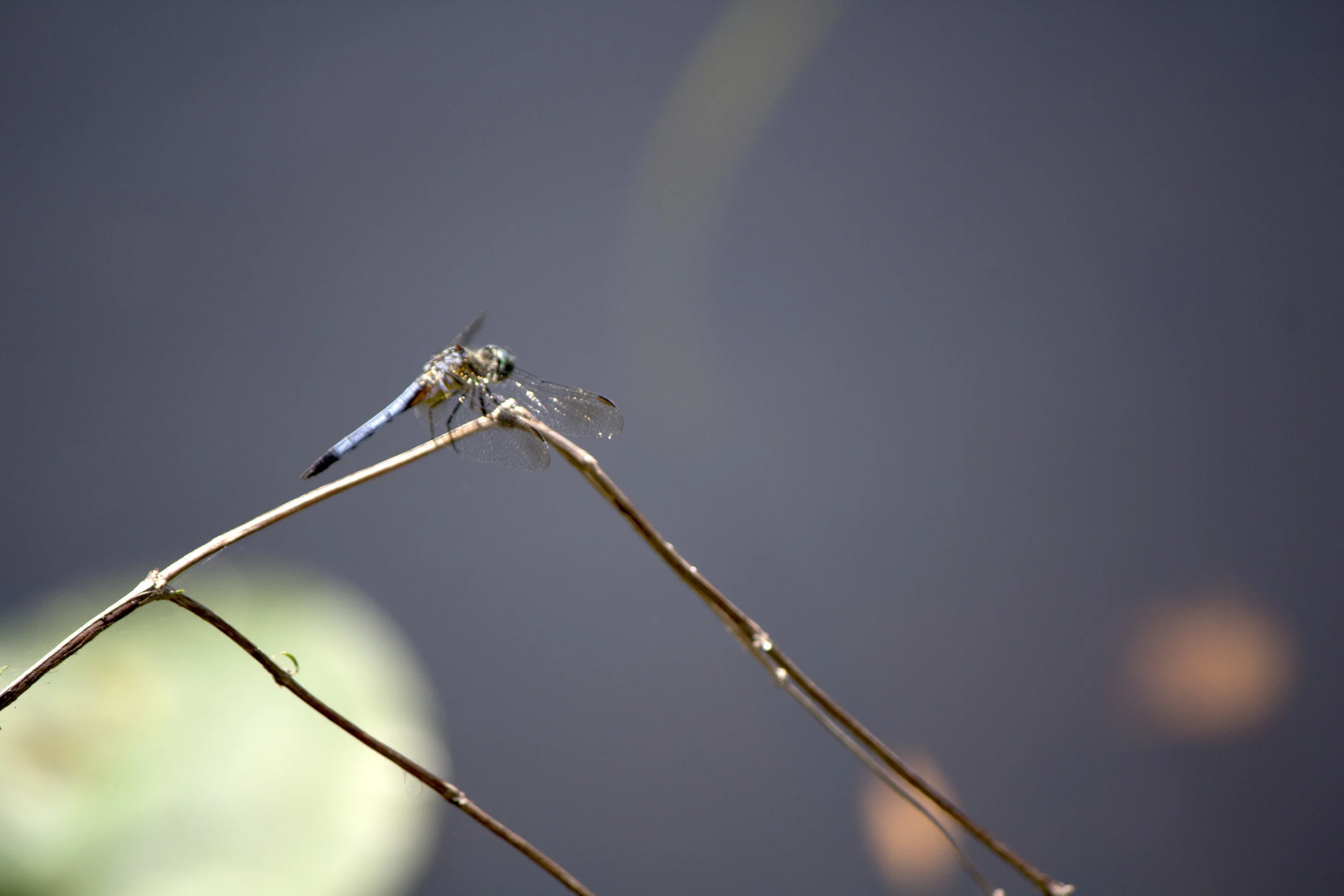 _MG_9812.jpg