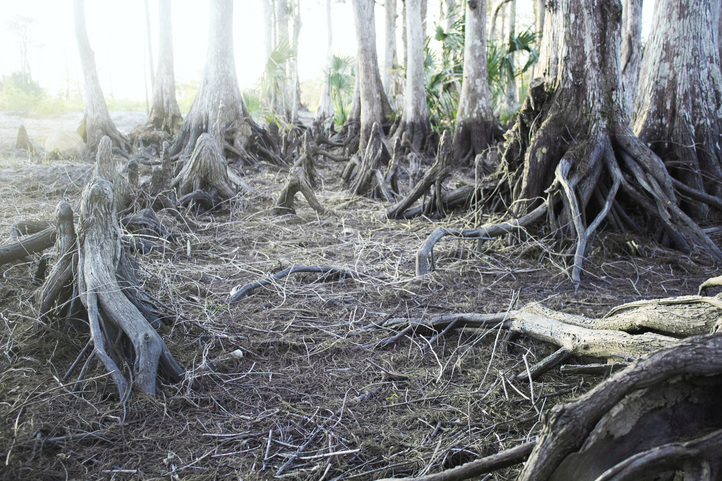 _MG_5541_cypress trees.jpg
