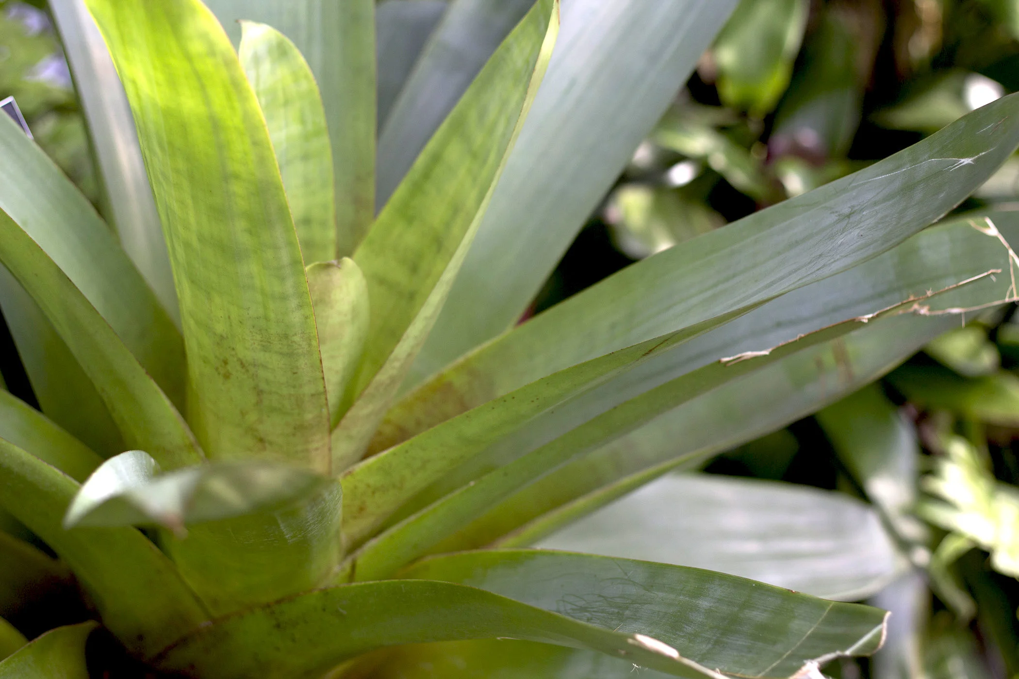 bromiliad alcantarea imperialis var. rubra.jpg