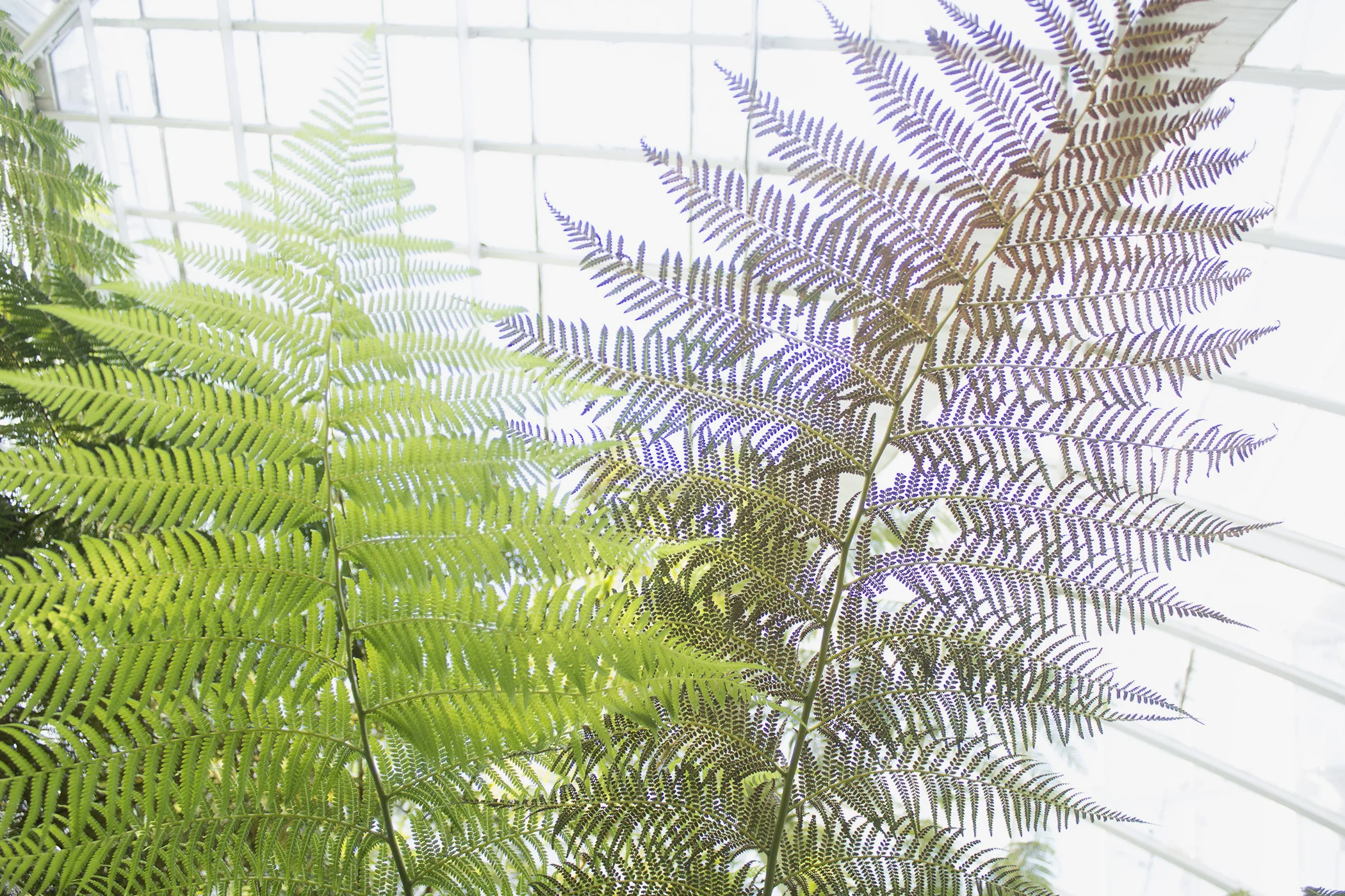 ferns.jpg