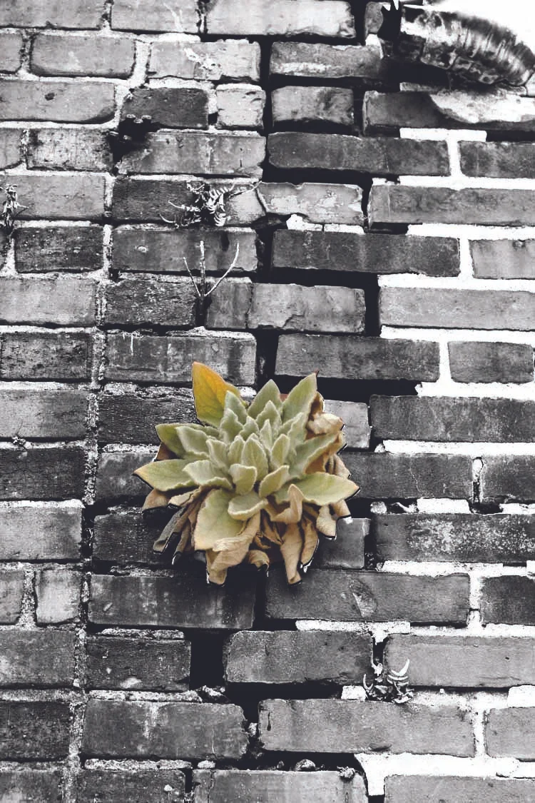 green flower.jpg