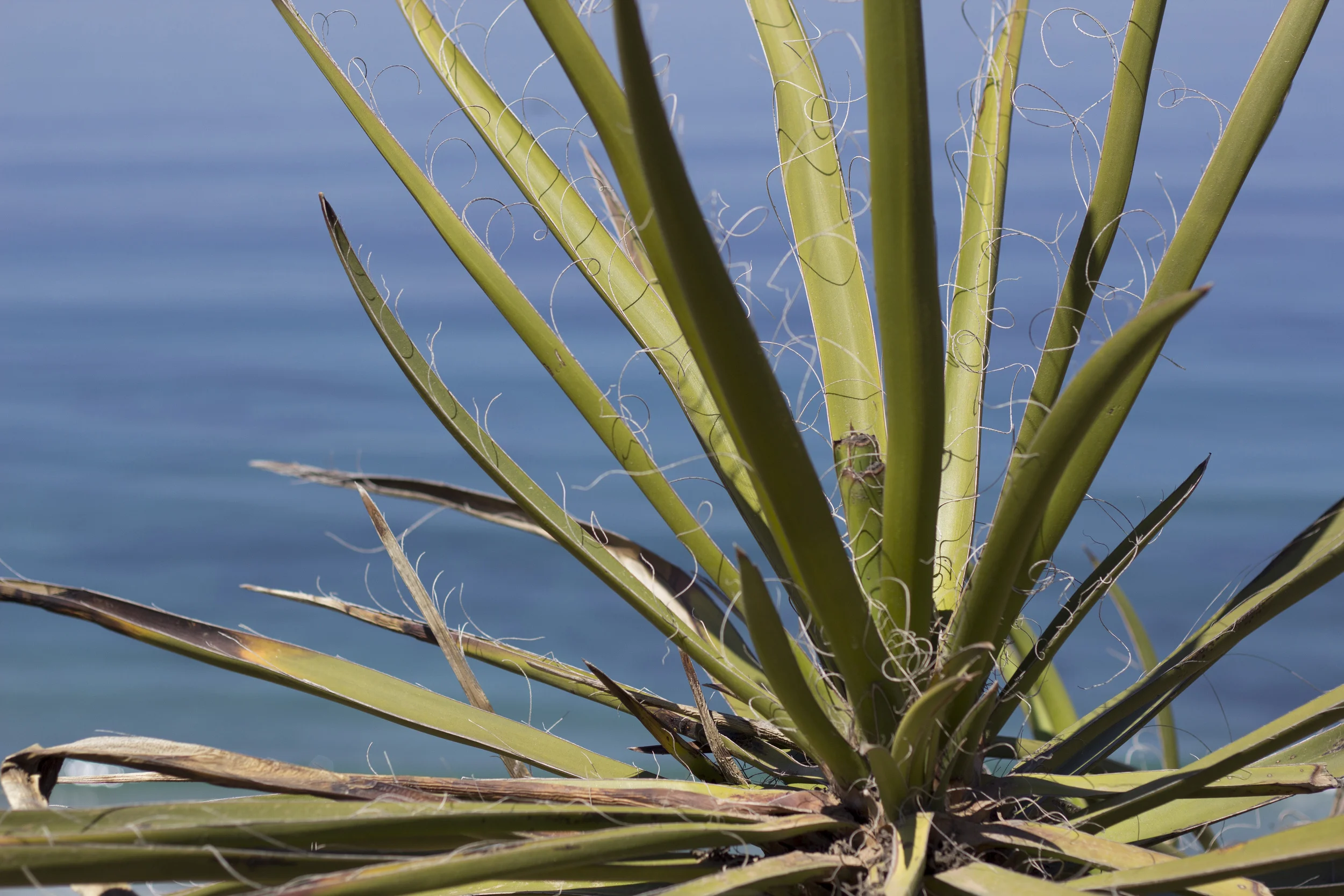torrey pines cactus.jpg