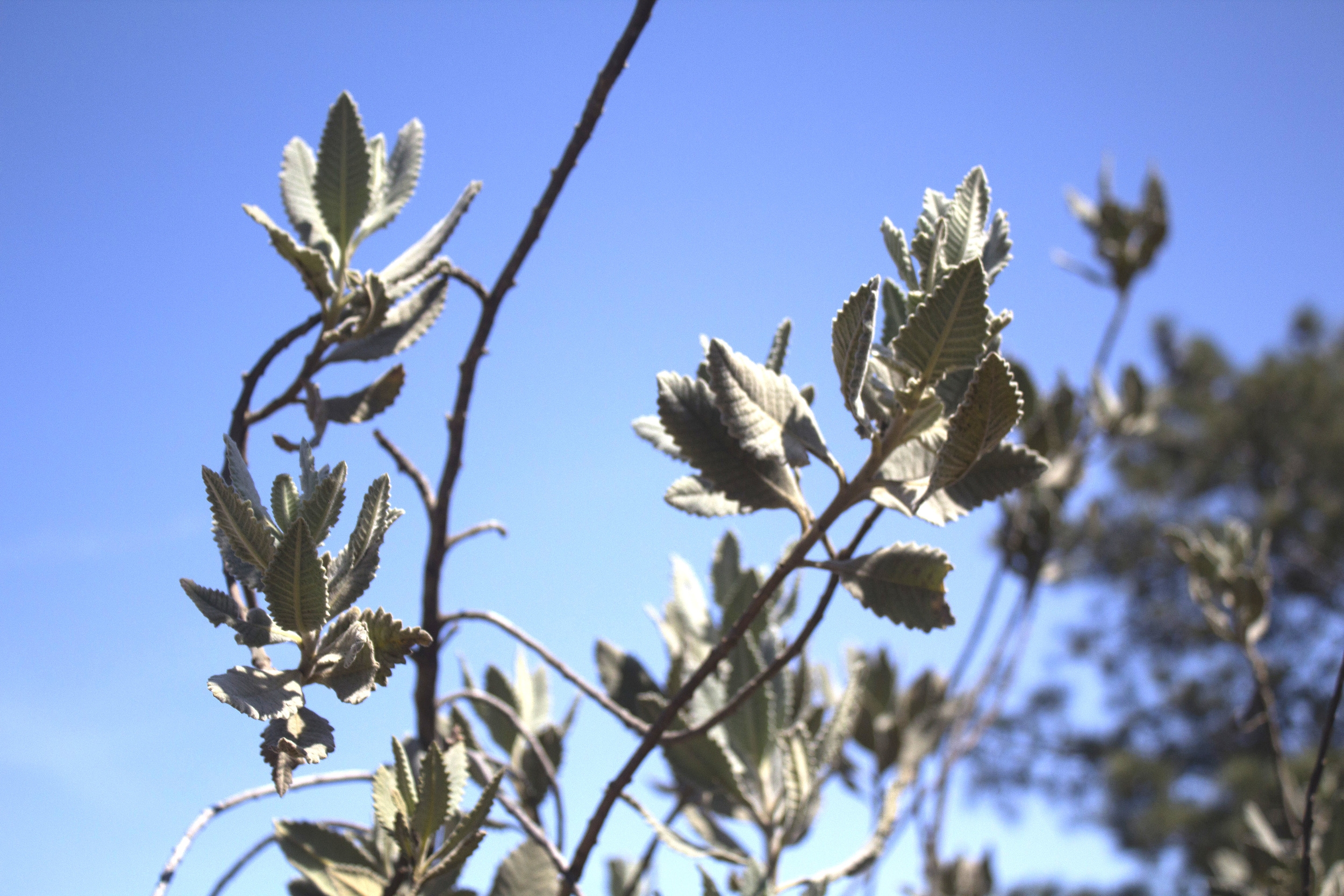 torry pines plant.jpg