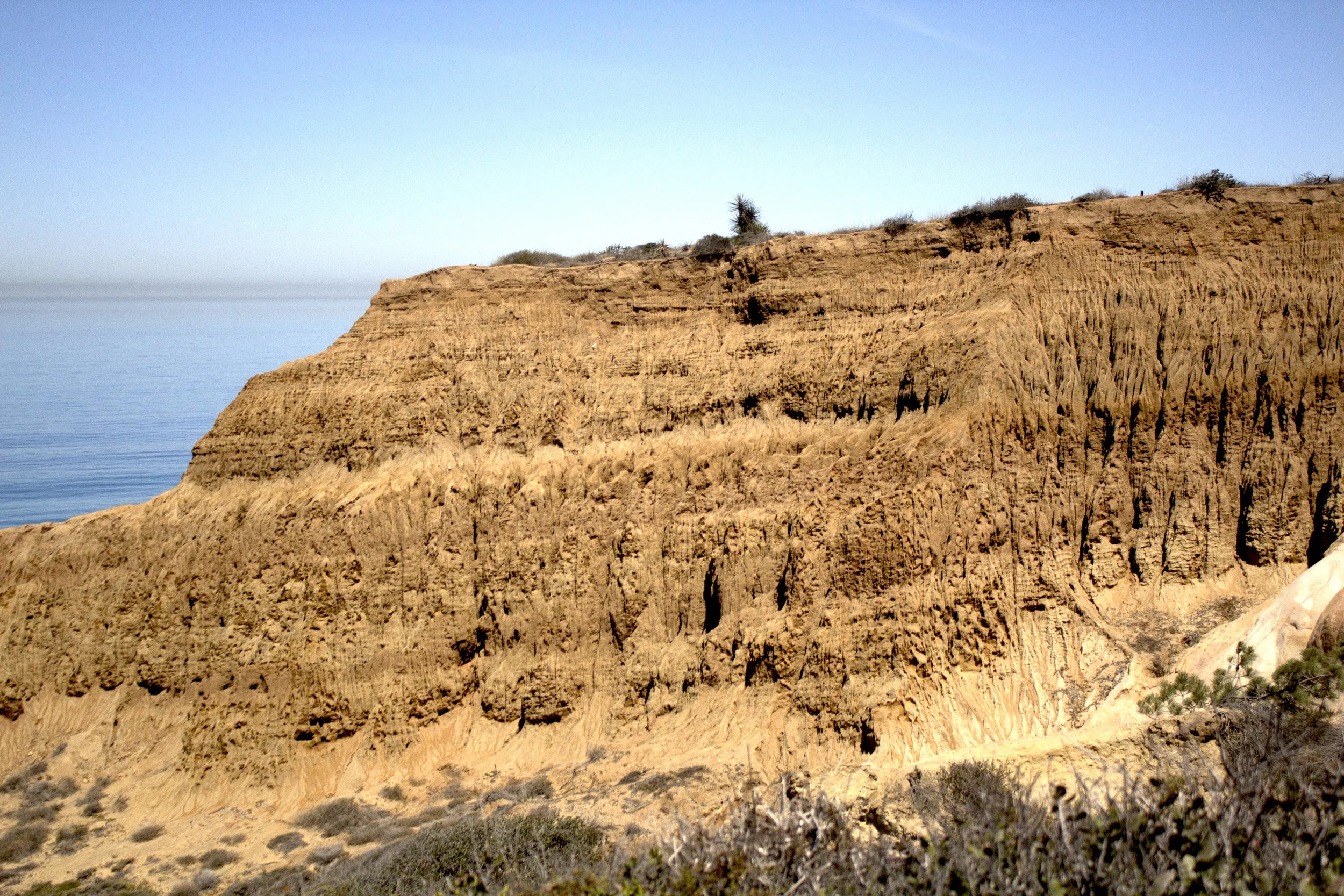 torry pines landscape.jpg
