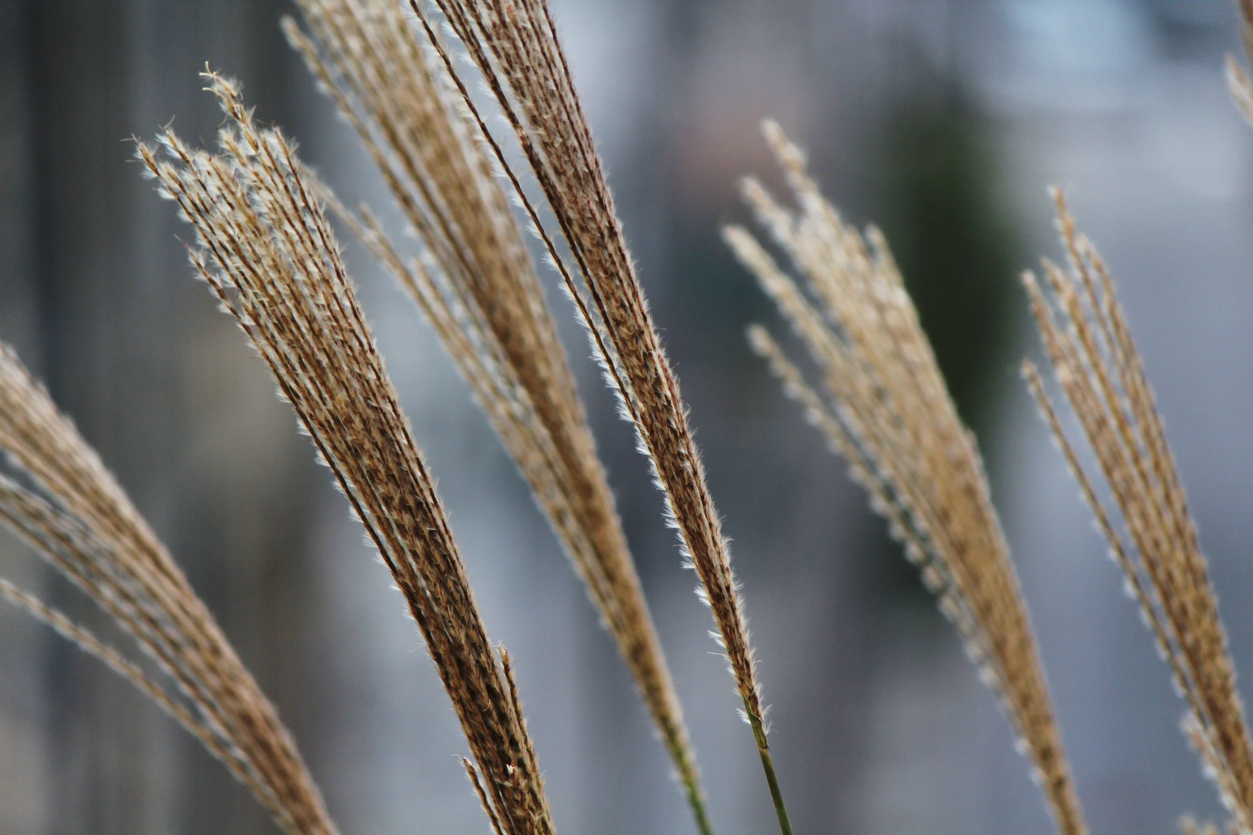 reading grass.jpg