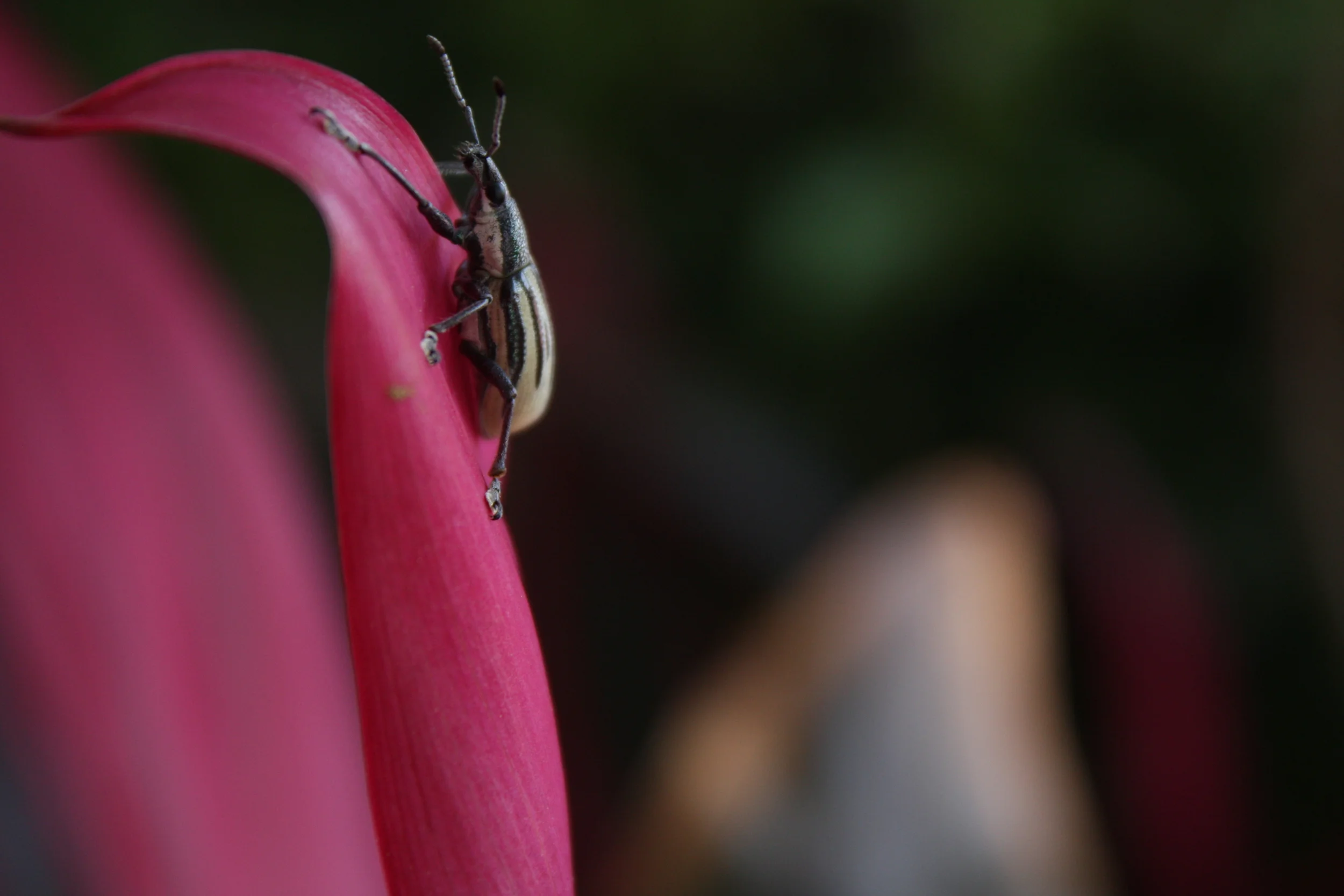 Kate's birthday- spring break 132.JPG