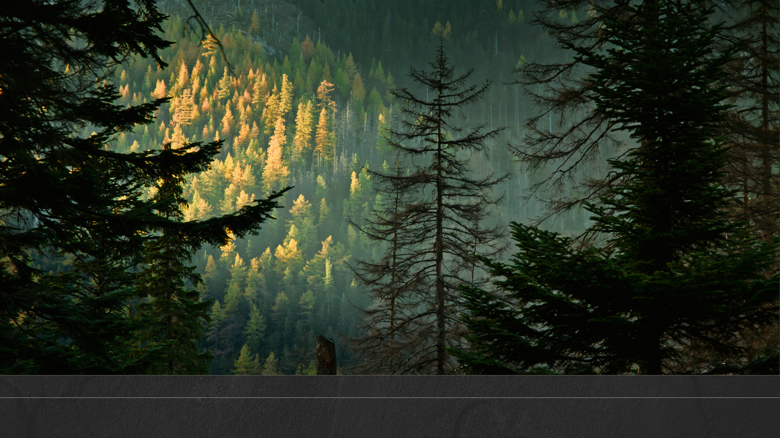Untitled design (6).png