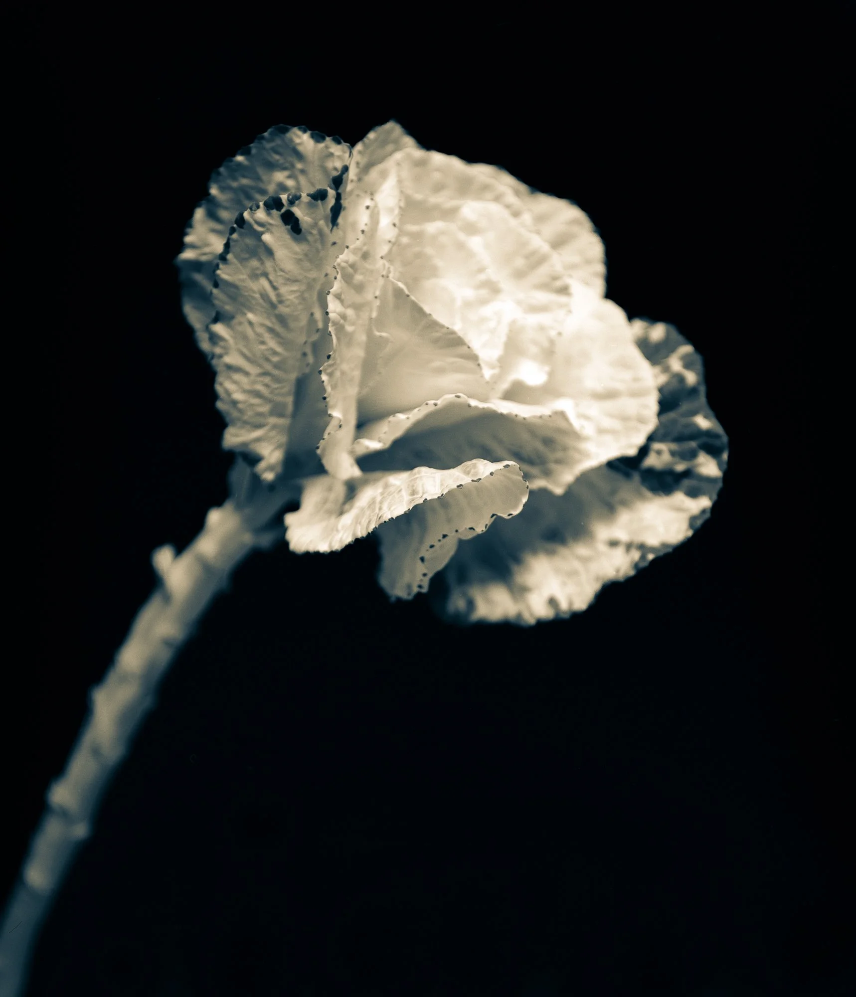 kale