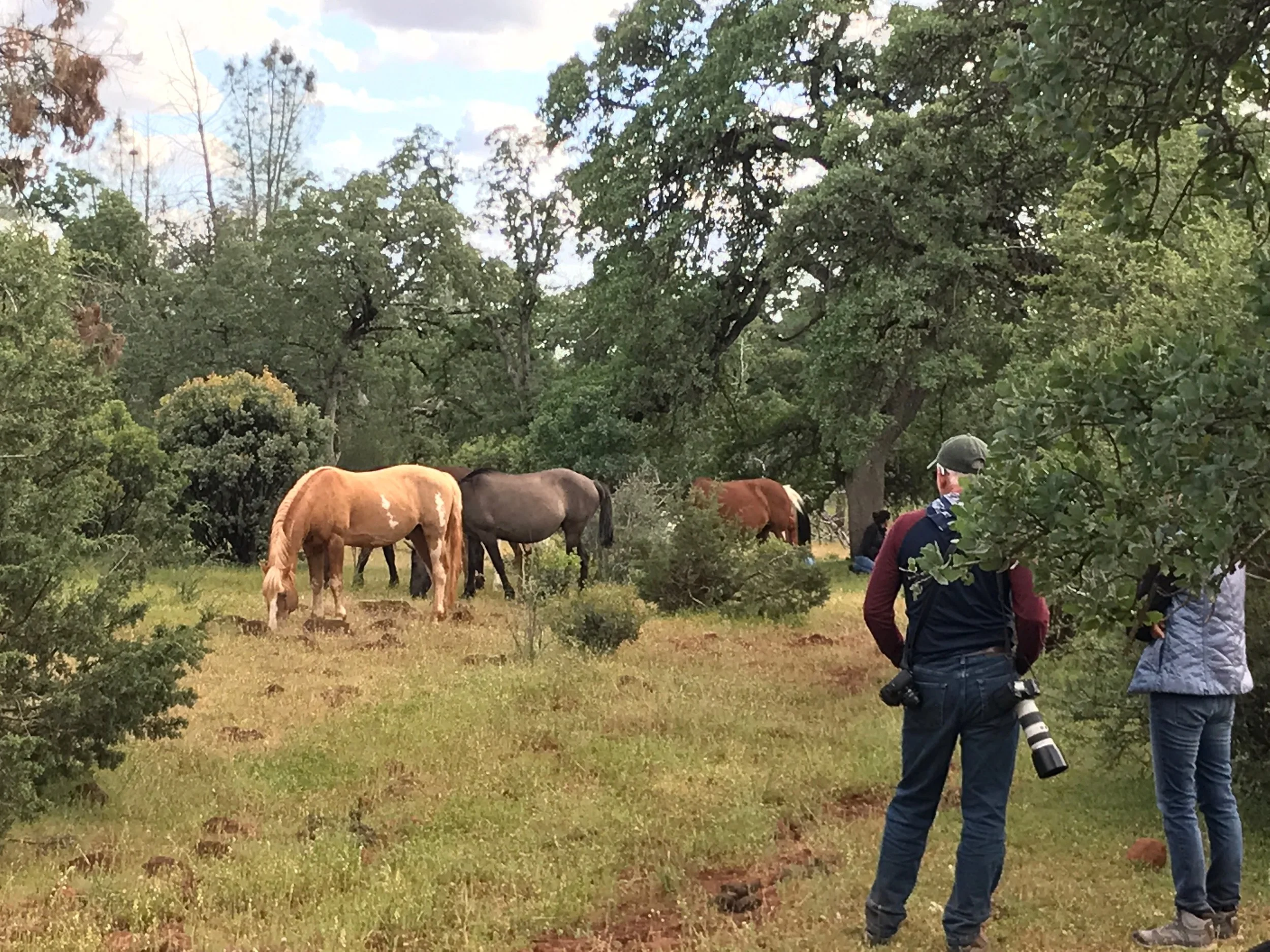 Lightning, the palomino stallion up front, with some of his band behind him.