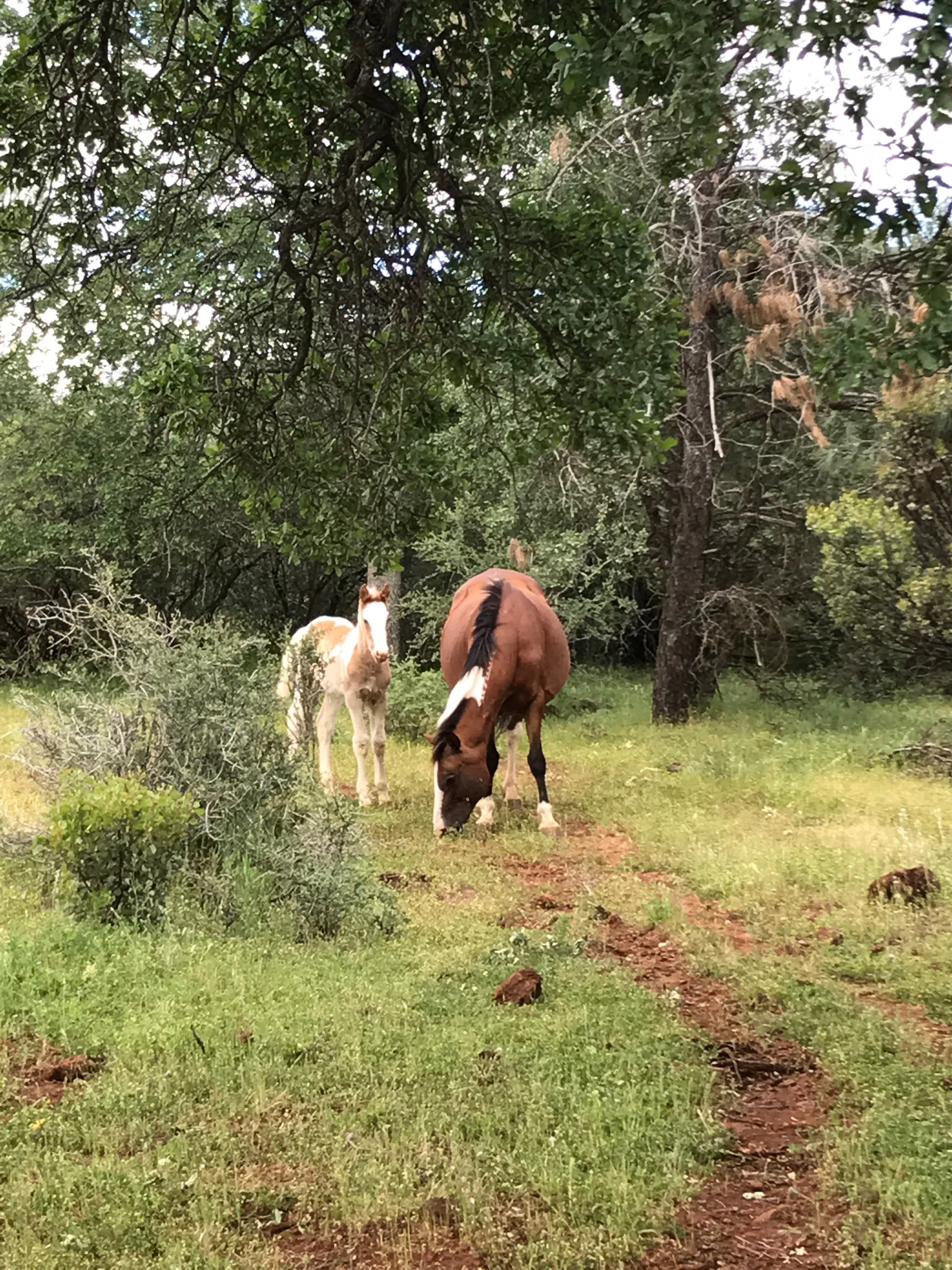 A mustang mare and her foal. The foal thought we were super interesting..approaching and retreating over and over while we were near. The mustangs at the Sanctuary are familiar with humans - they are fed when resources are low - but many don't ever make contact with people. They are left largely to their own devices.