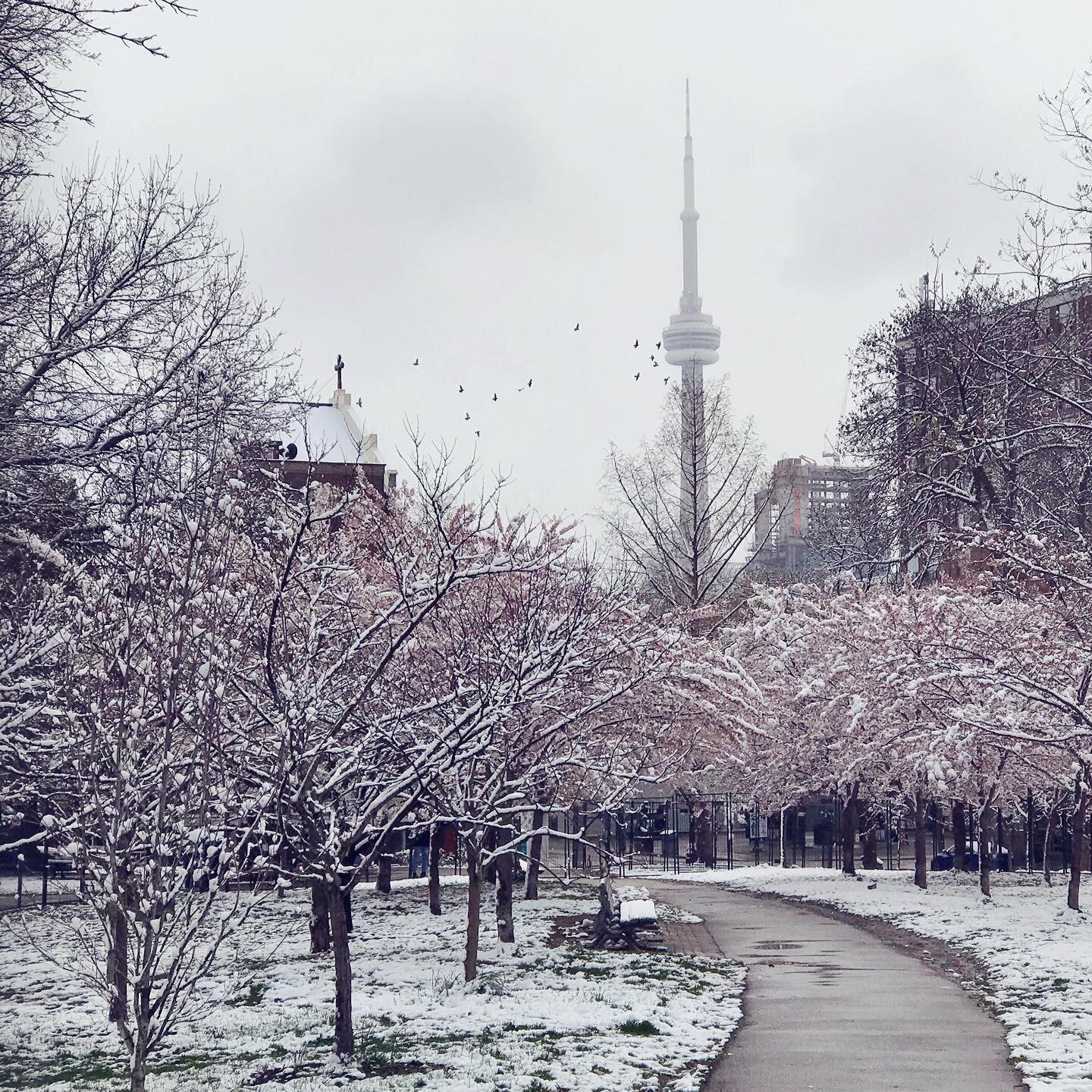 It&rsquo;s just not April in Toronto without a little snow ⛄️ 🇨🇦 
.
.
.
#torontocherryblossoms #cagedbeauty #trinitybellwoodspark