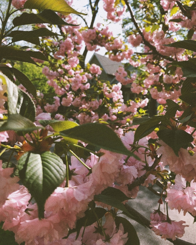 Chicago is exploding with blooms. Can't help but be inspired!