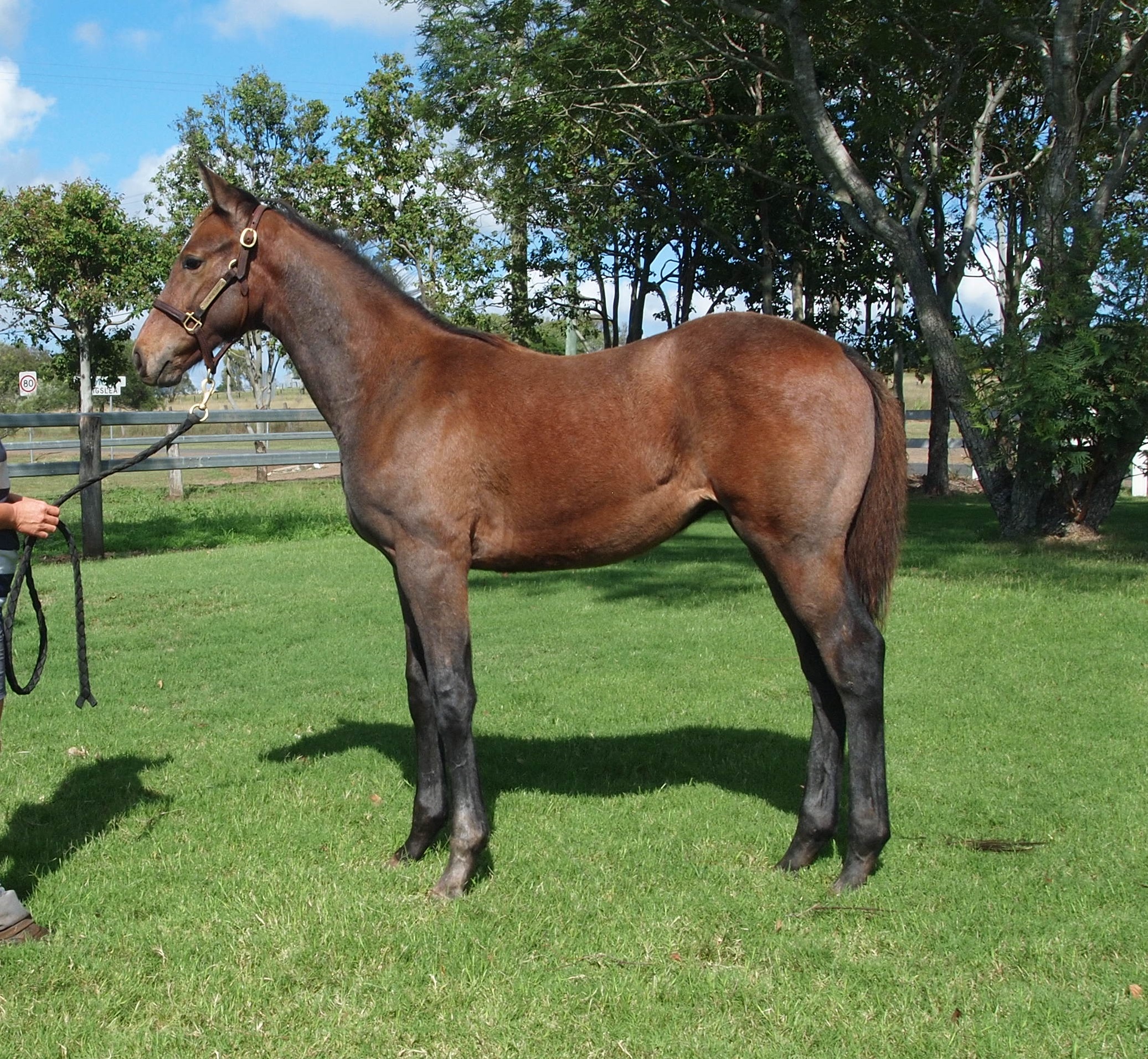 Top Echelon – HOT DOULTON weanling colt