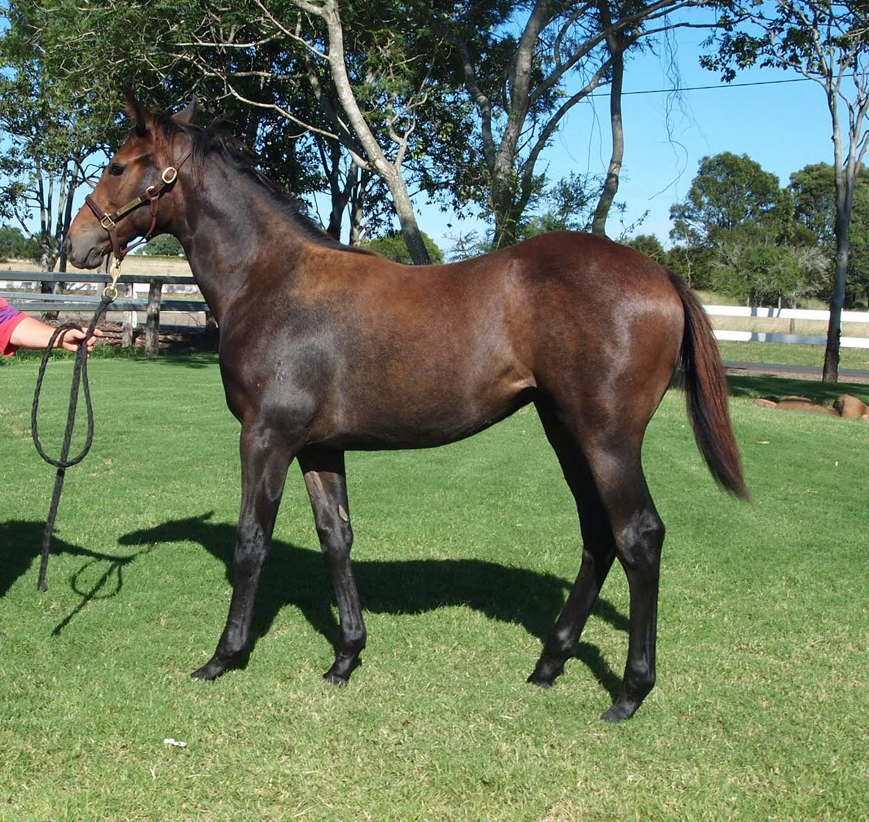 Top Echelon – SALE EVE weanling filly 