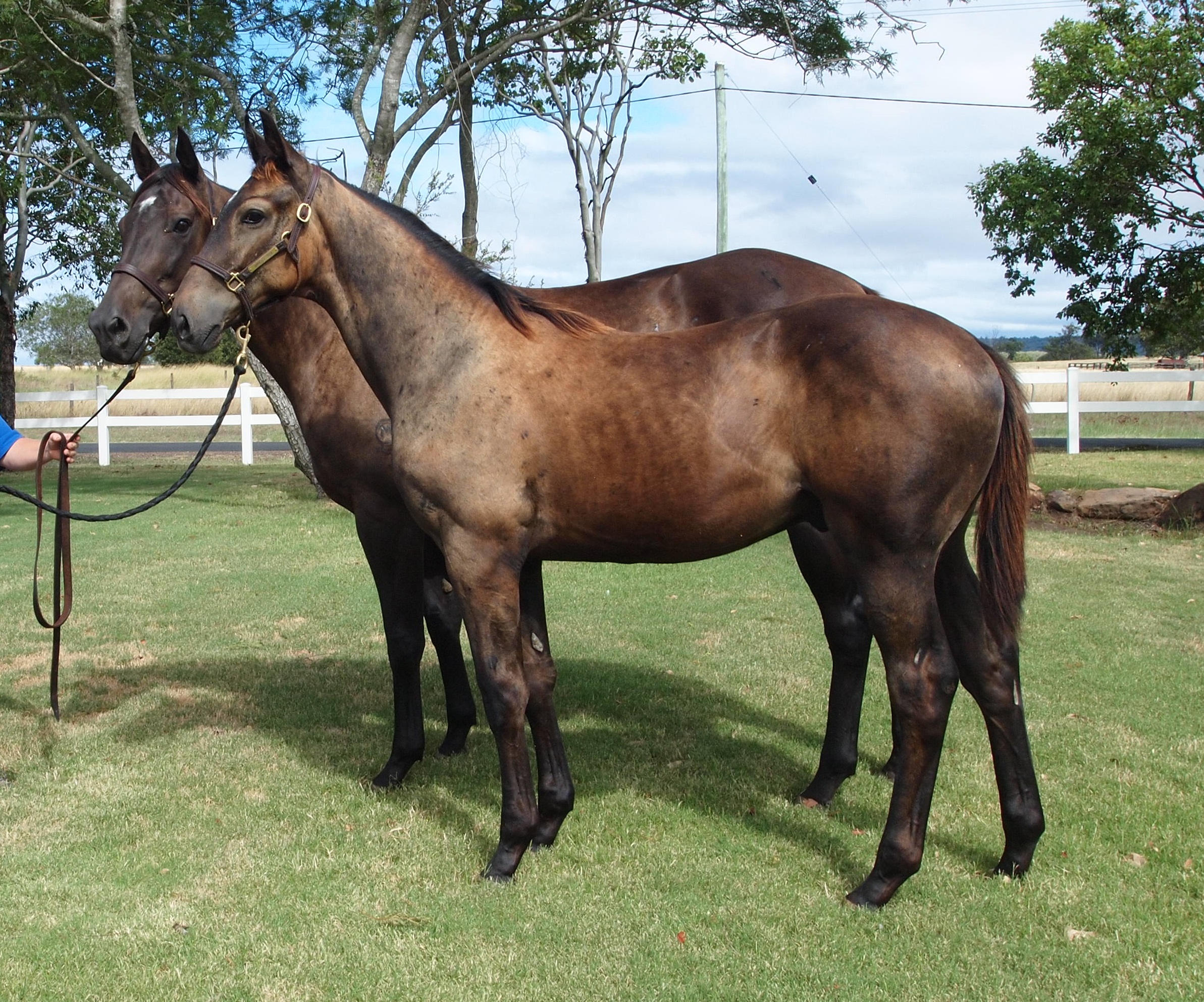 Top Echelon – DUTCHY'S LASS weanling colt