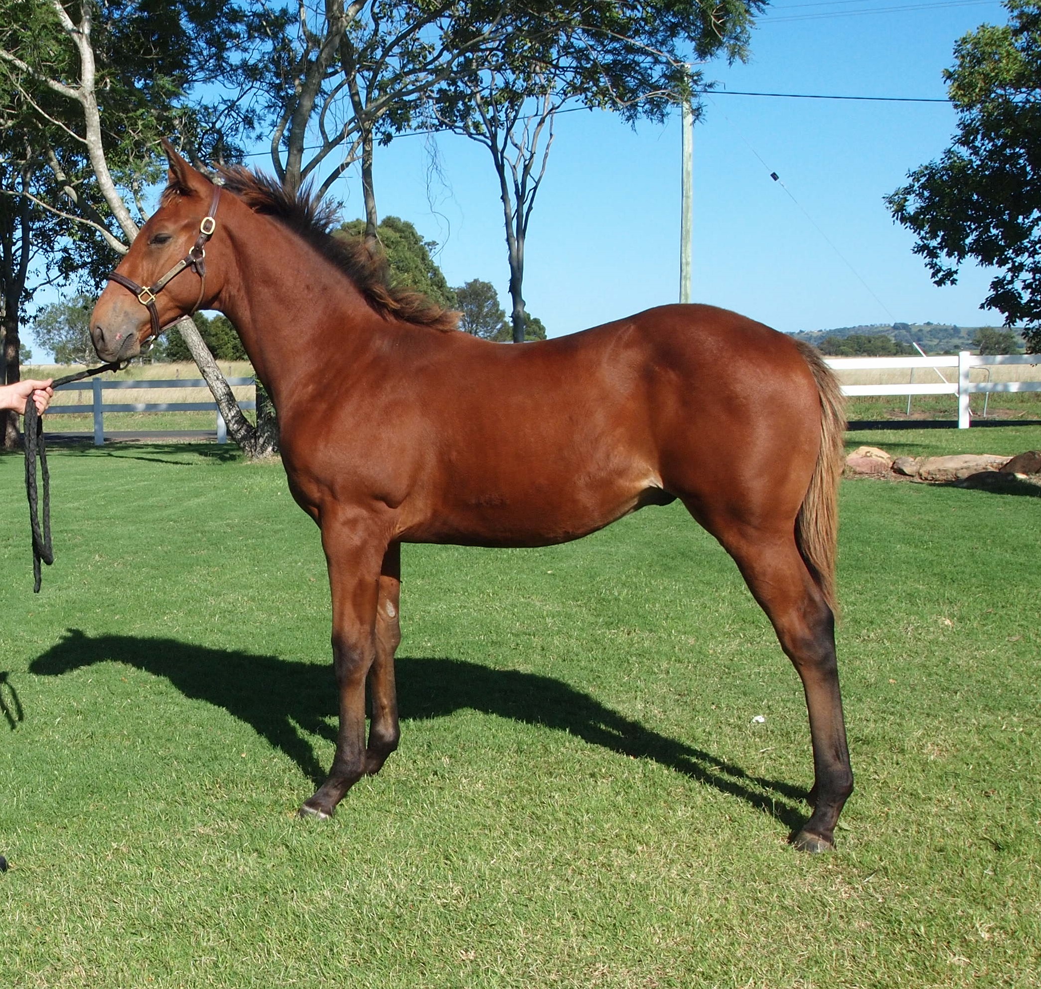 TOP ECHELON – MISS RYE weanling colt.