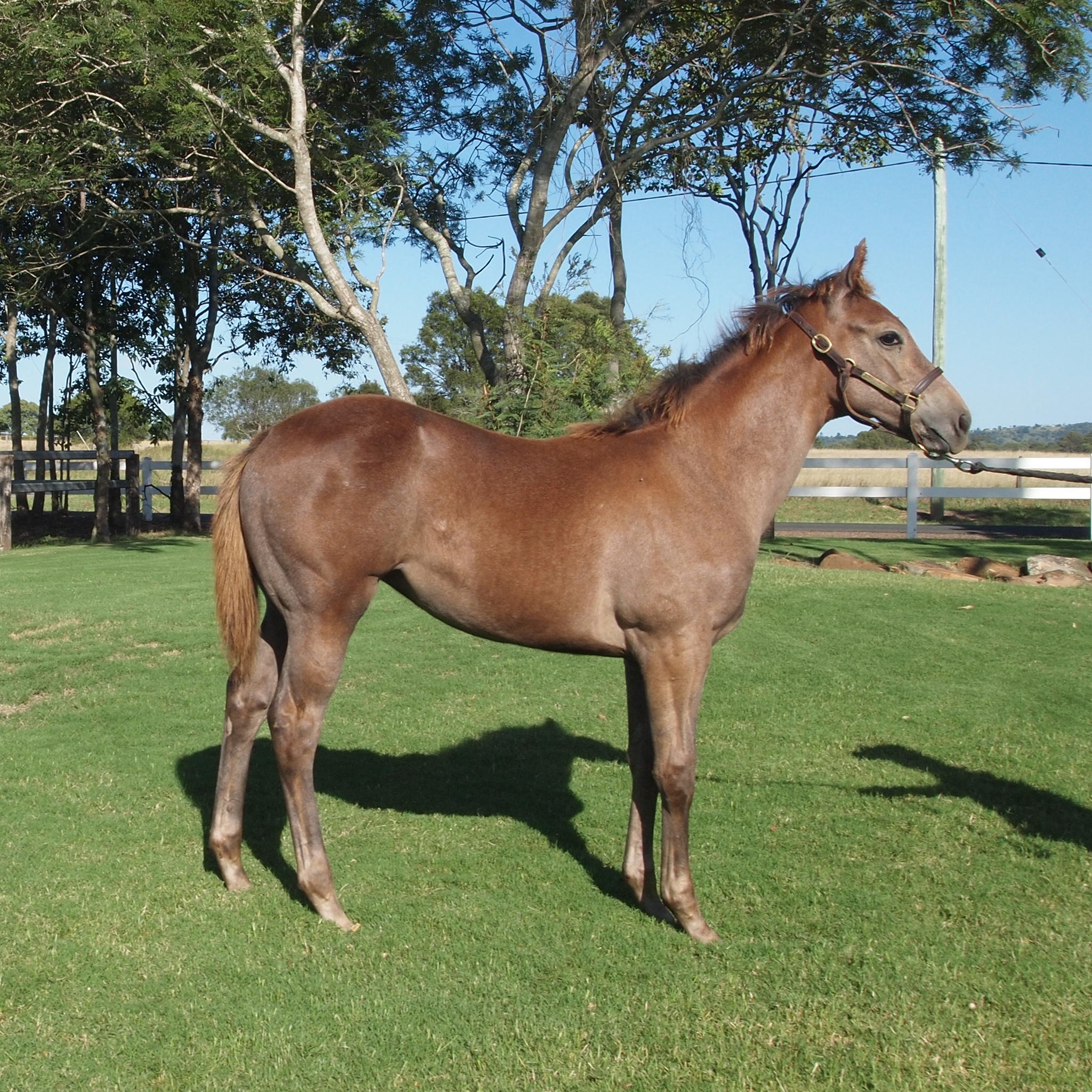 Top Echelon – MISS CAROLION weanling filly.